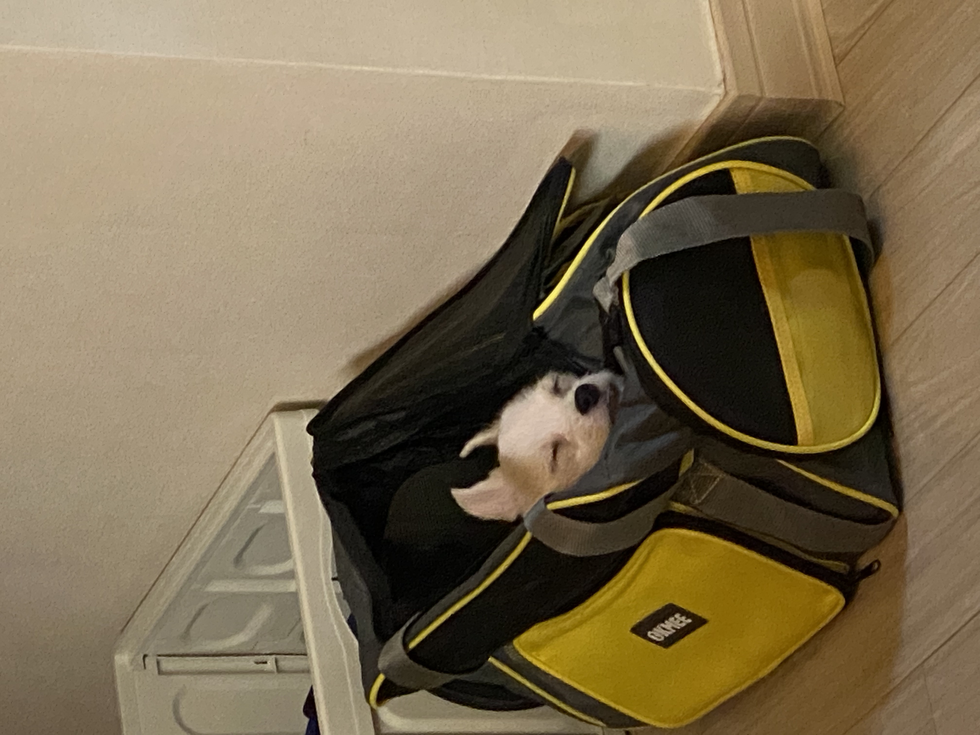 사랑스런 버터(쿠나) 임보후기