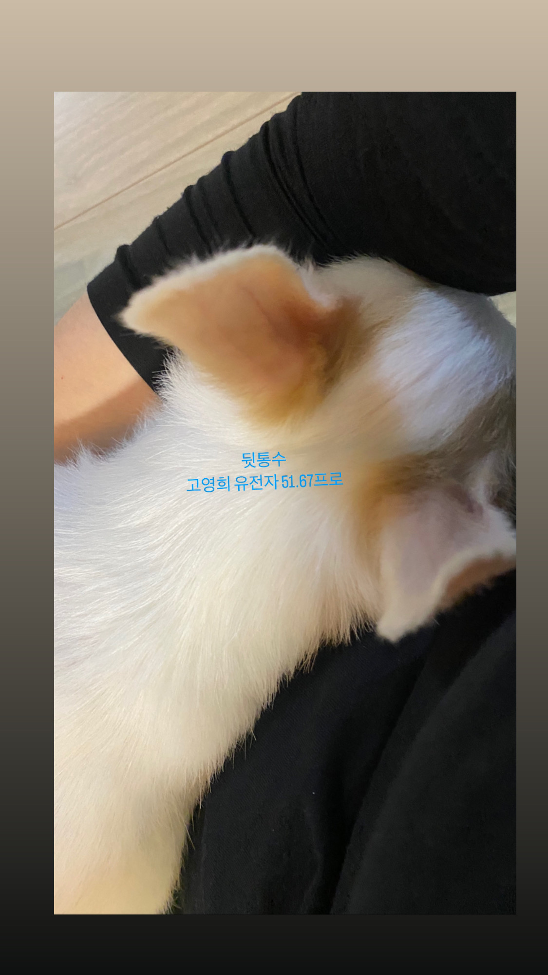 사랑스런 버터(쿠나) 임보후기