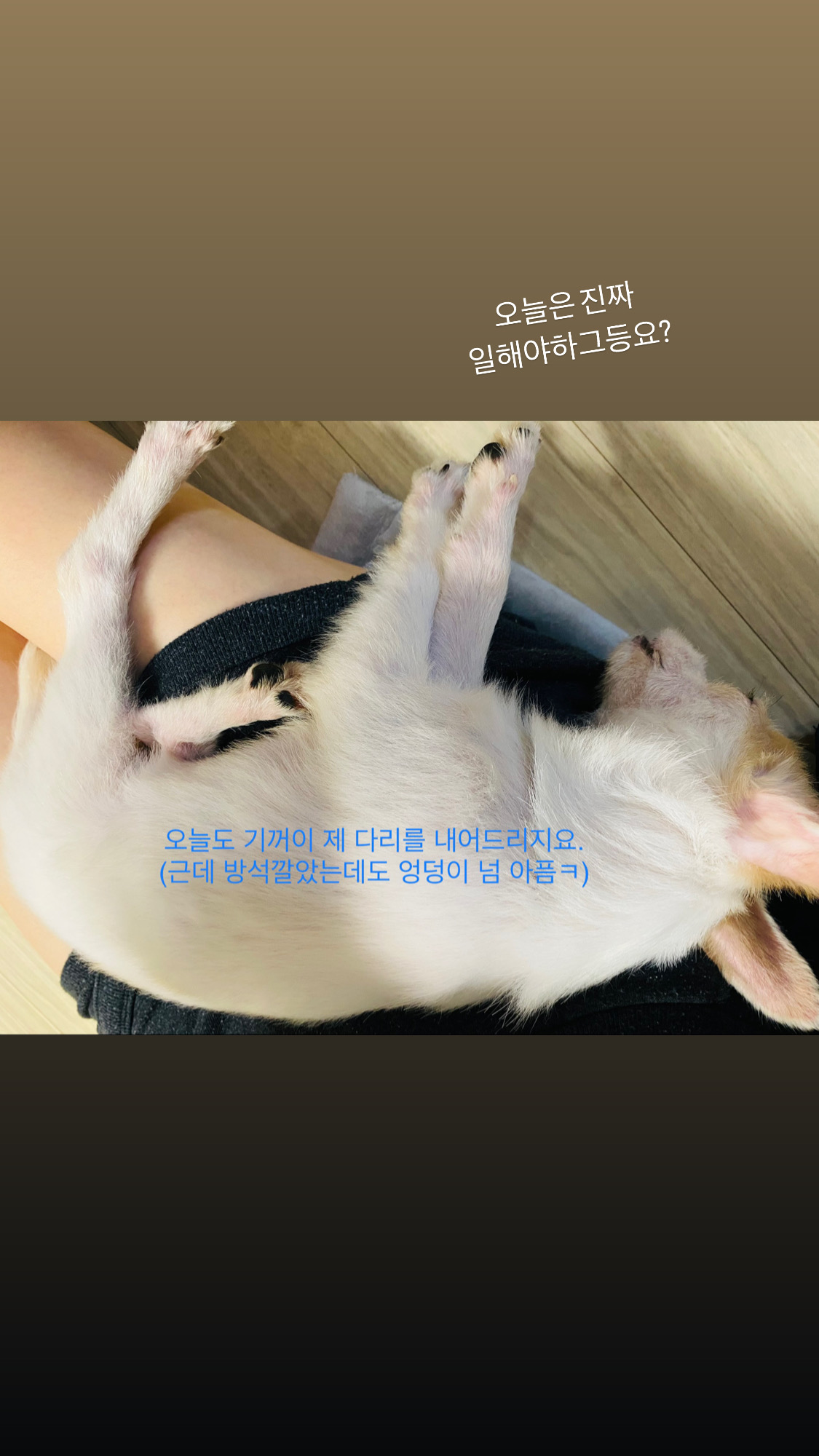 사랑스런 버터(쿠나) 임보후기