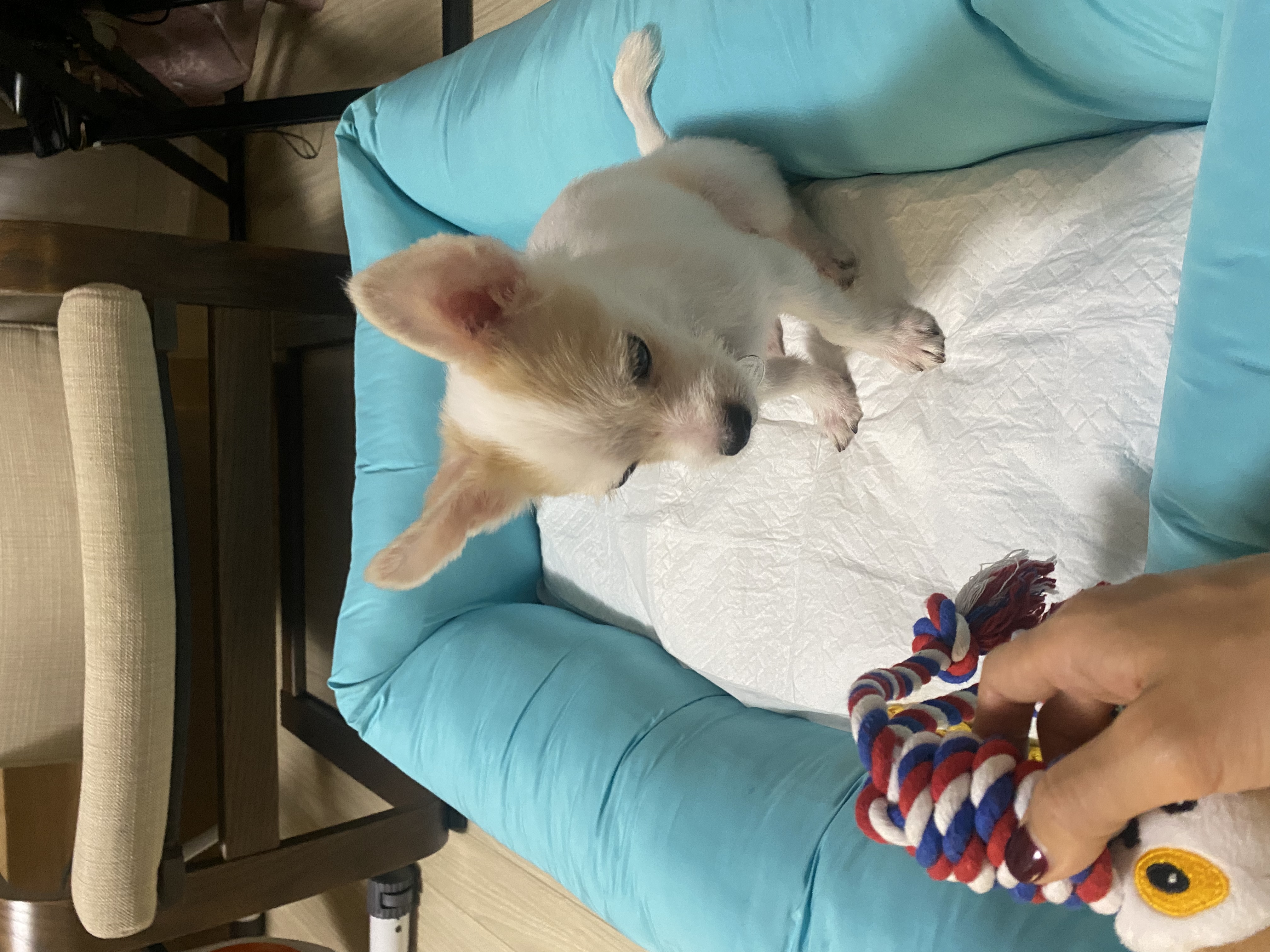 사랑스런 버터(쿠나) 임보후기