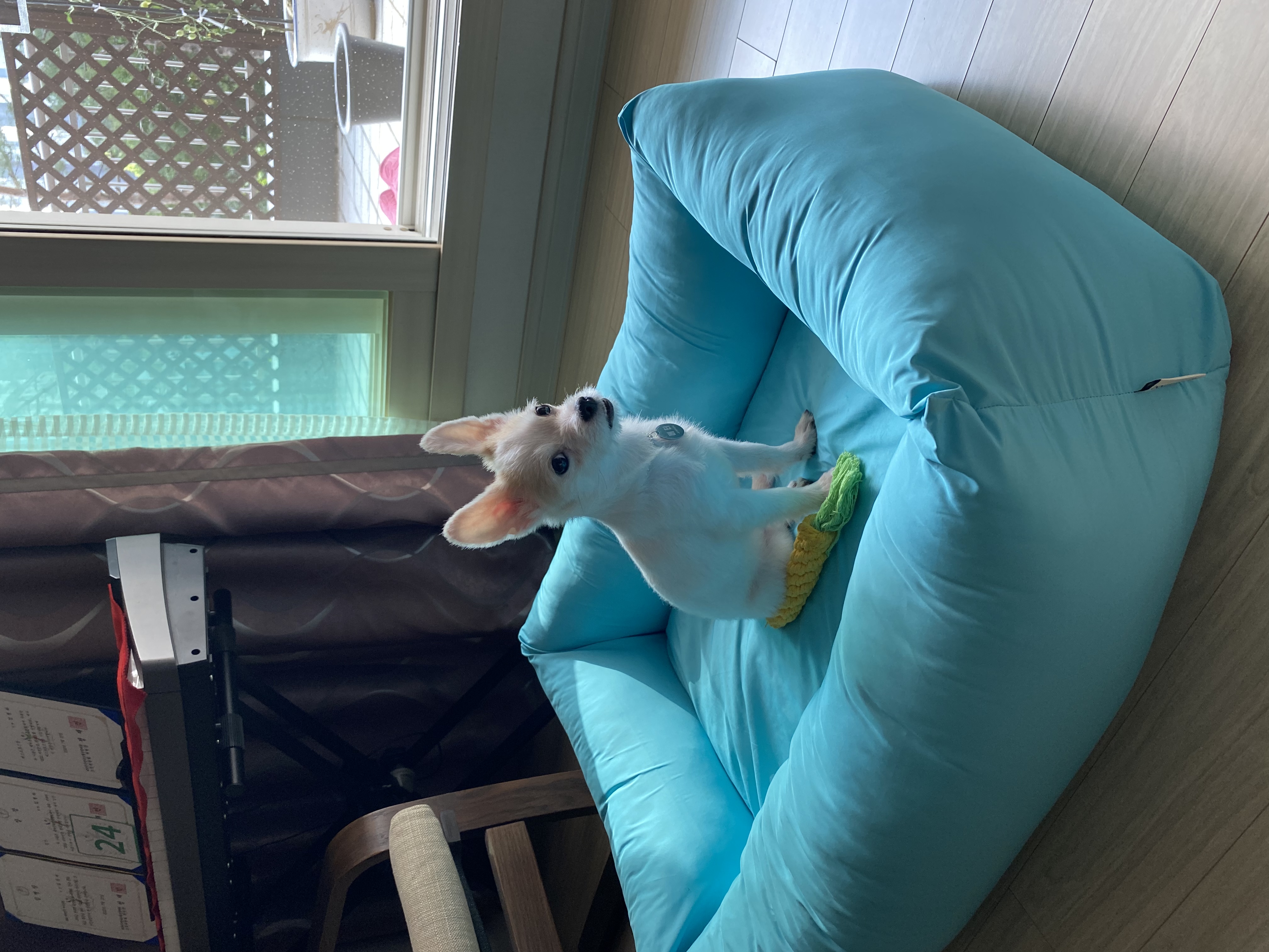 사랑스런 버터(쿠나) 임보후기