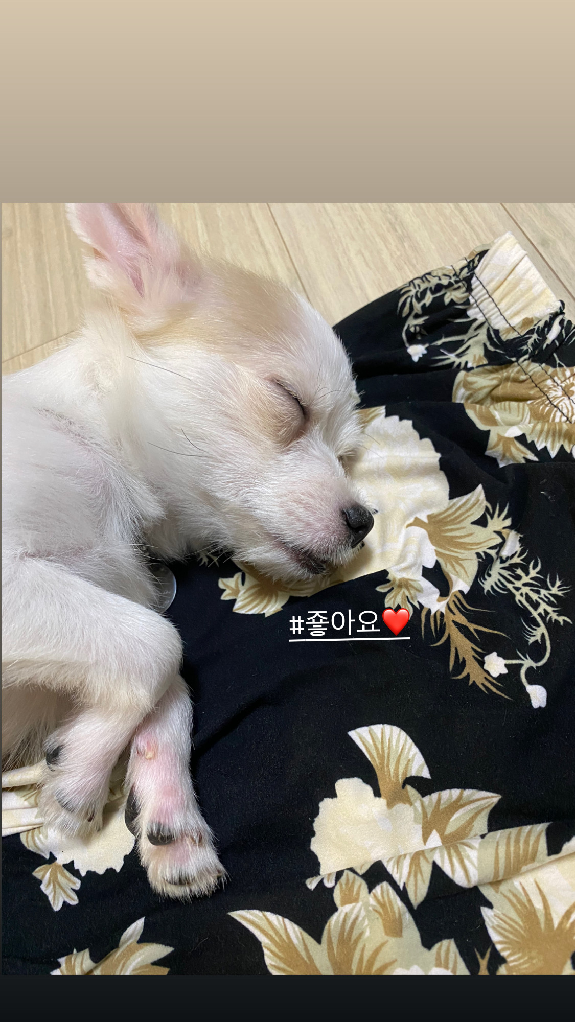 사랑스런 버터(쿠나) 임보후기