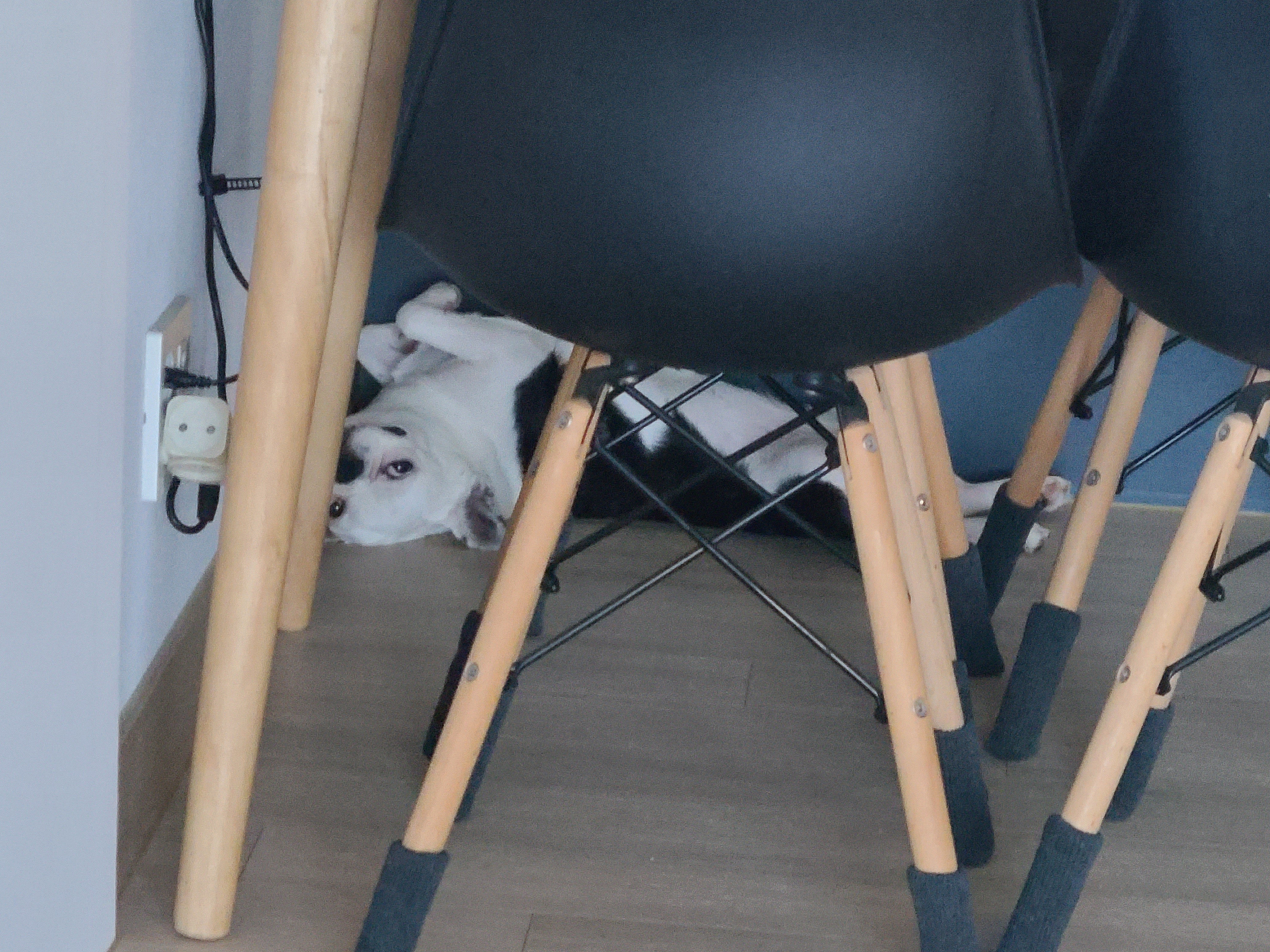 애둥이 반 년. 보통의 강아지로 거듭나는 중입니다.