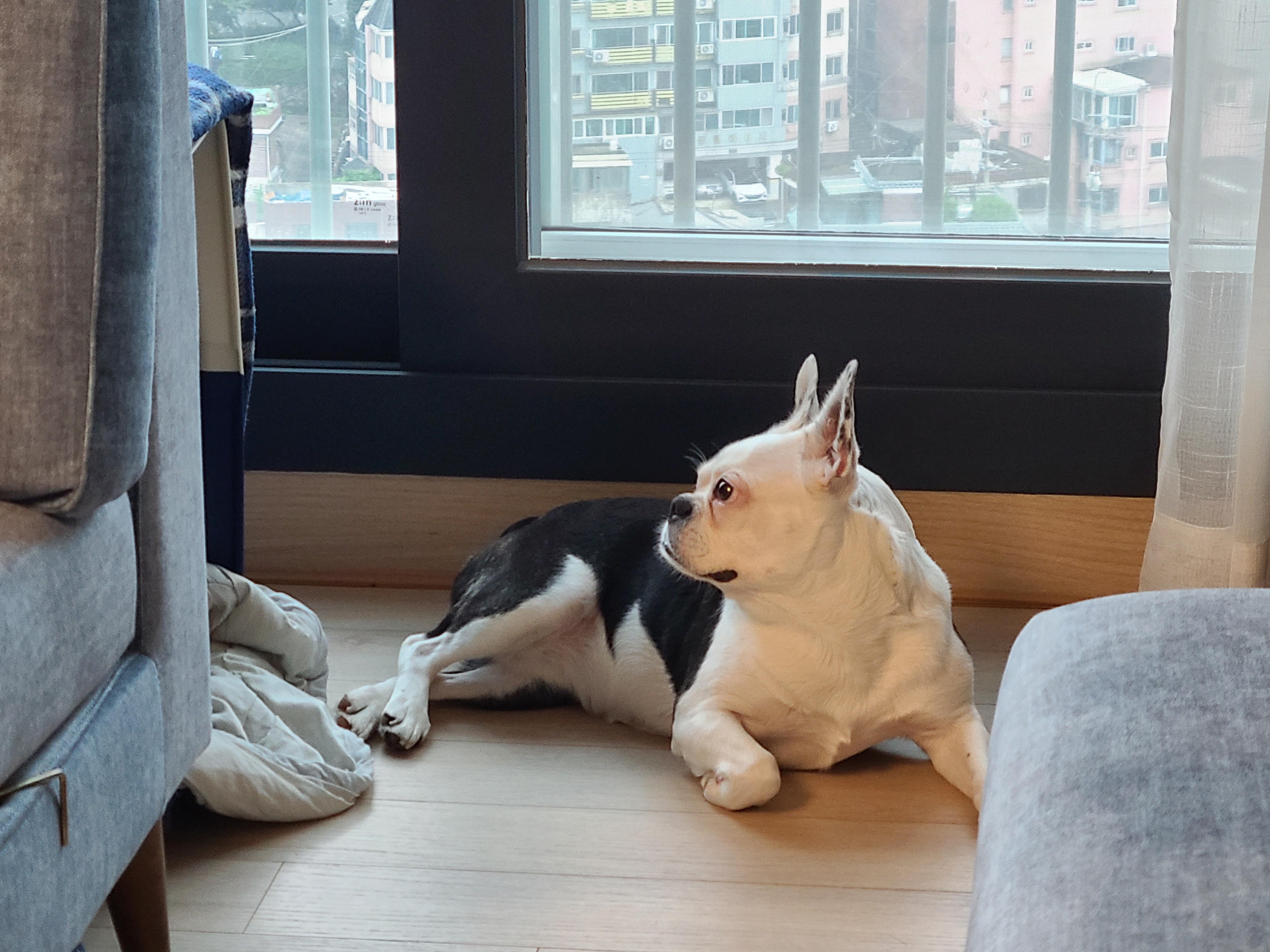 애둥이 반 년. 보통의 강아지로 거듭나는 중입니다.