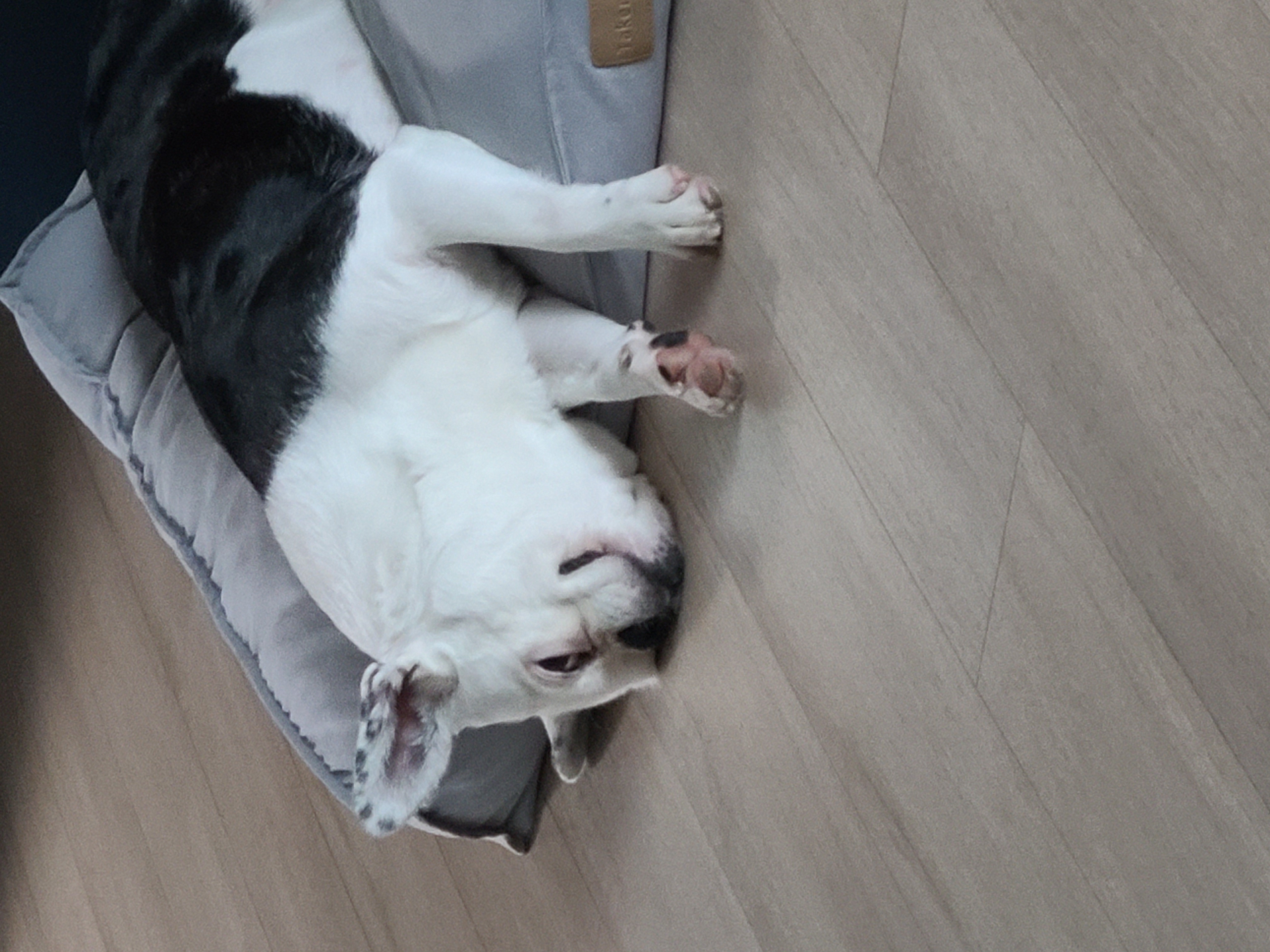 애둥이 반 년. 보통의 강아지로 거듭나는 중입니다.