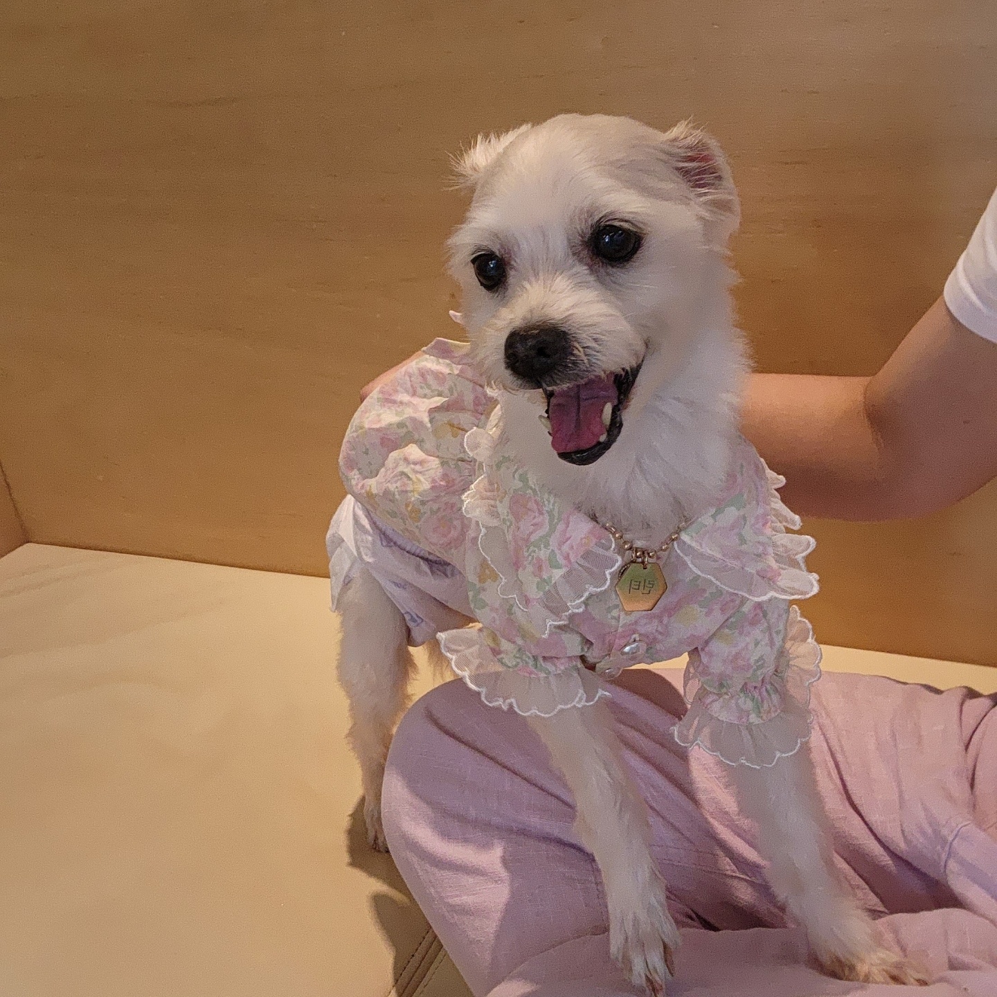 사랑둥이 린티 임보 일기 1차♡