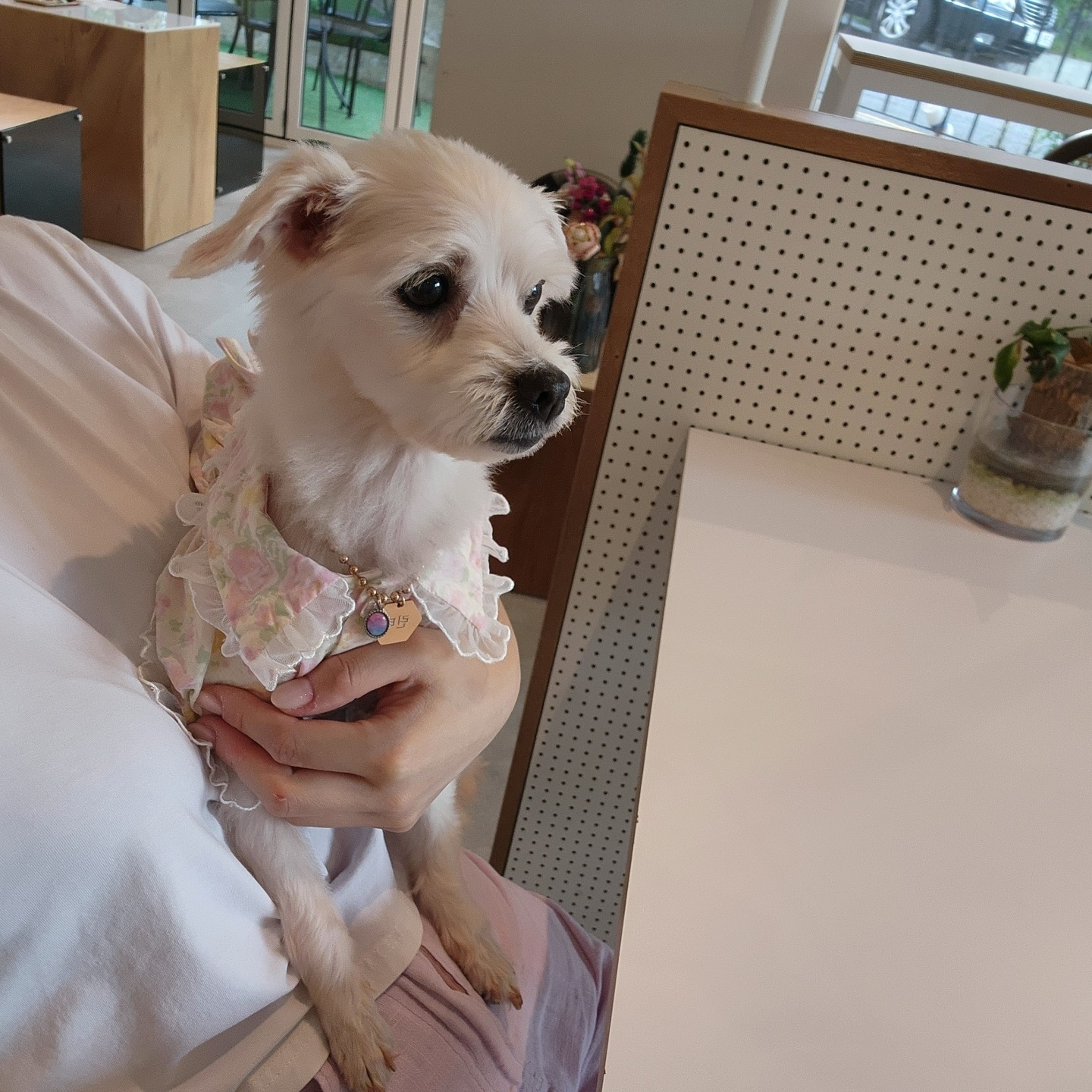 사랑둥이 린티 임보 일기 1차♡