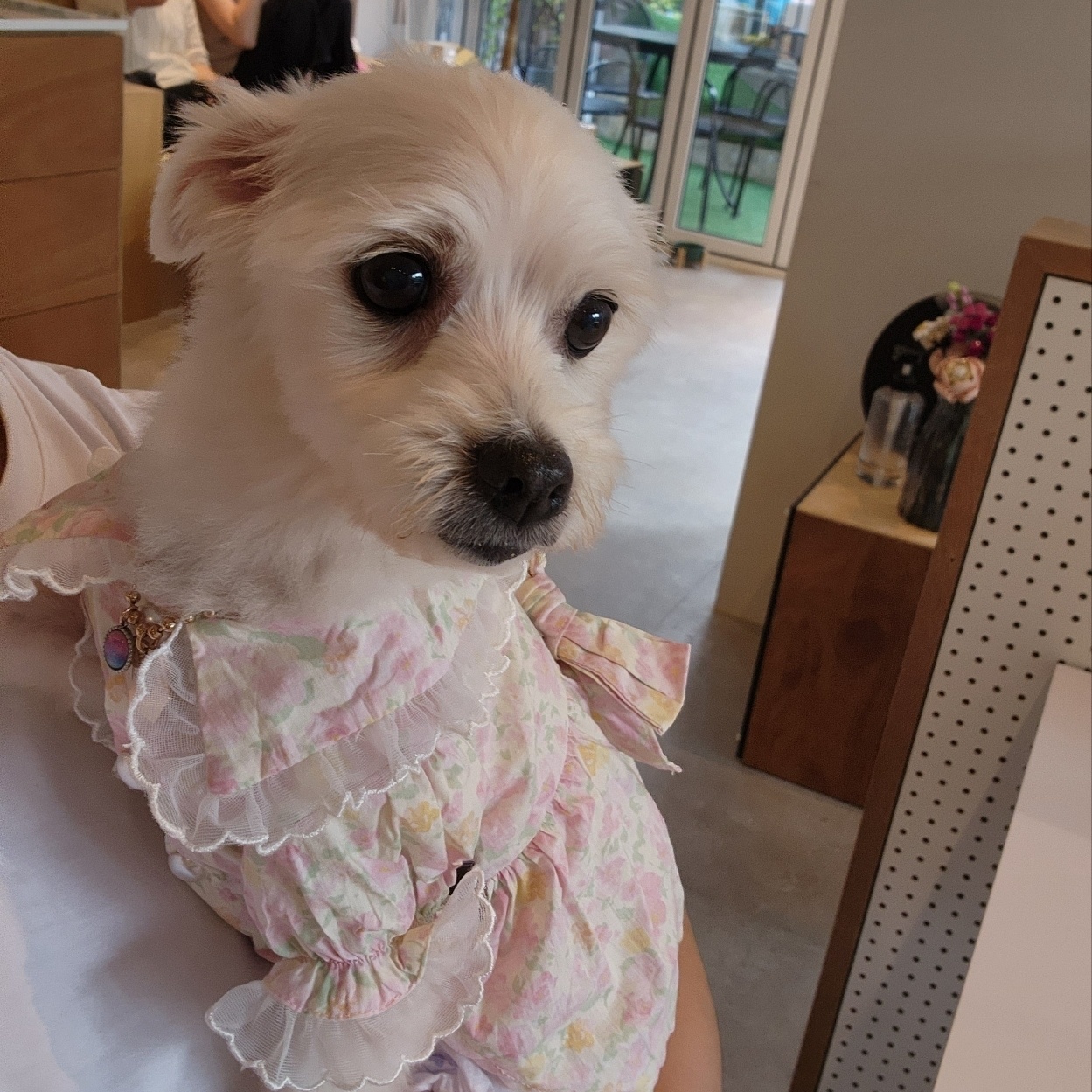 사랑둥이 린티 임보 일기 1차♡