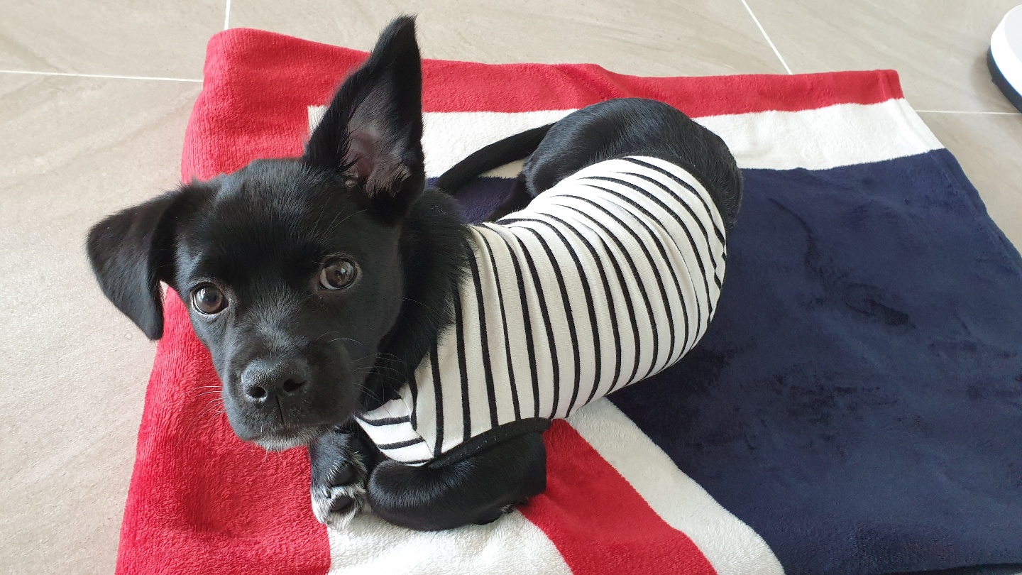 까미(반양이)네 입니다