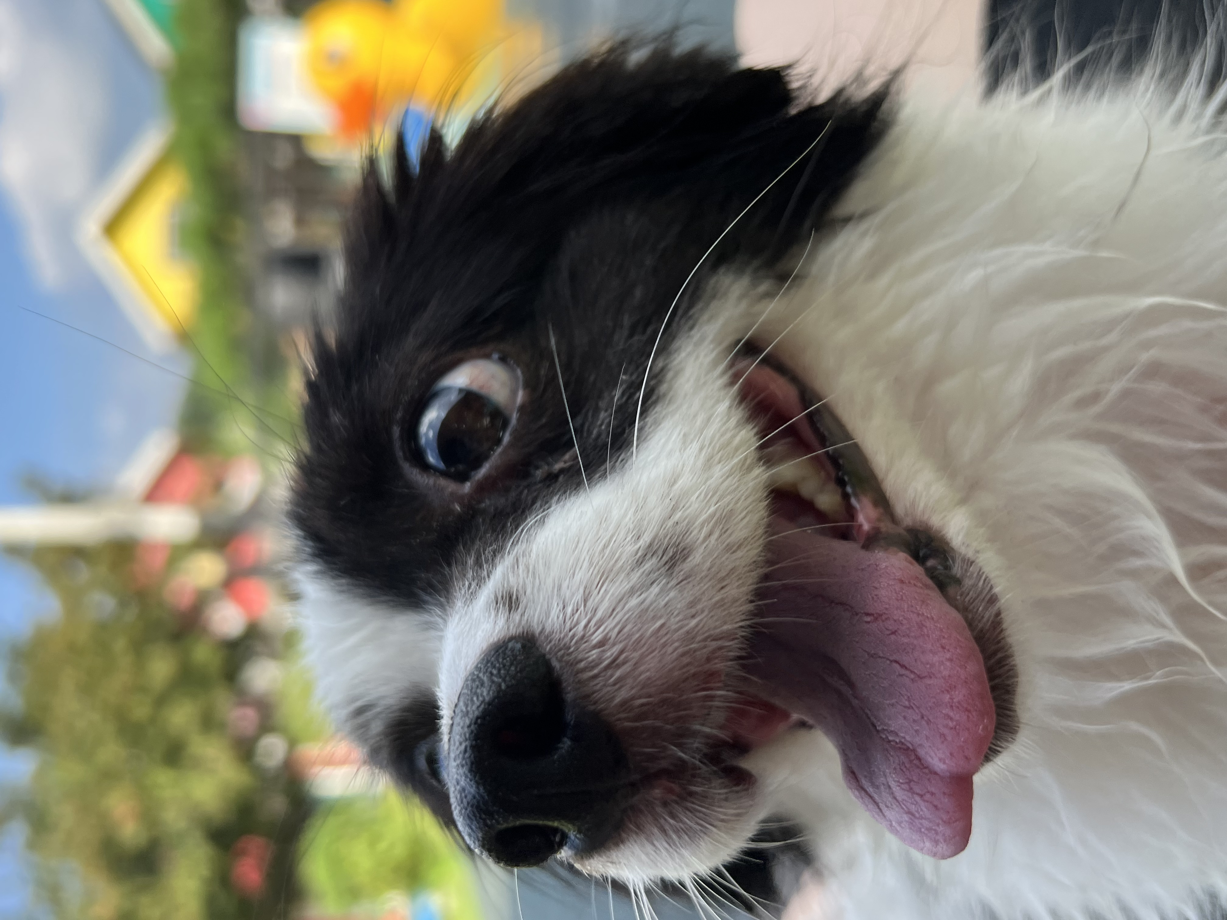 시유(모네) 첫 물놀이입니다