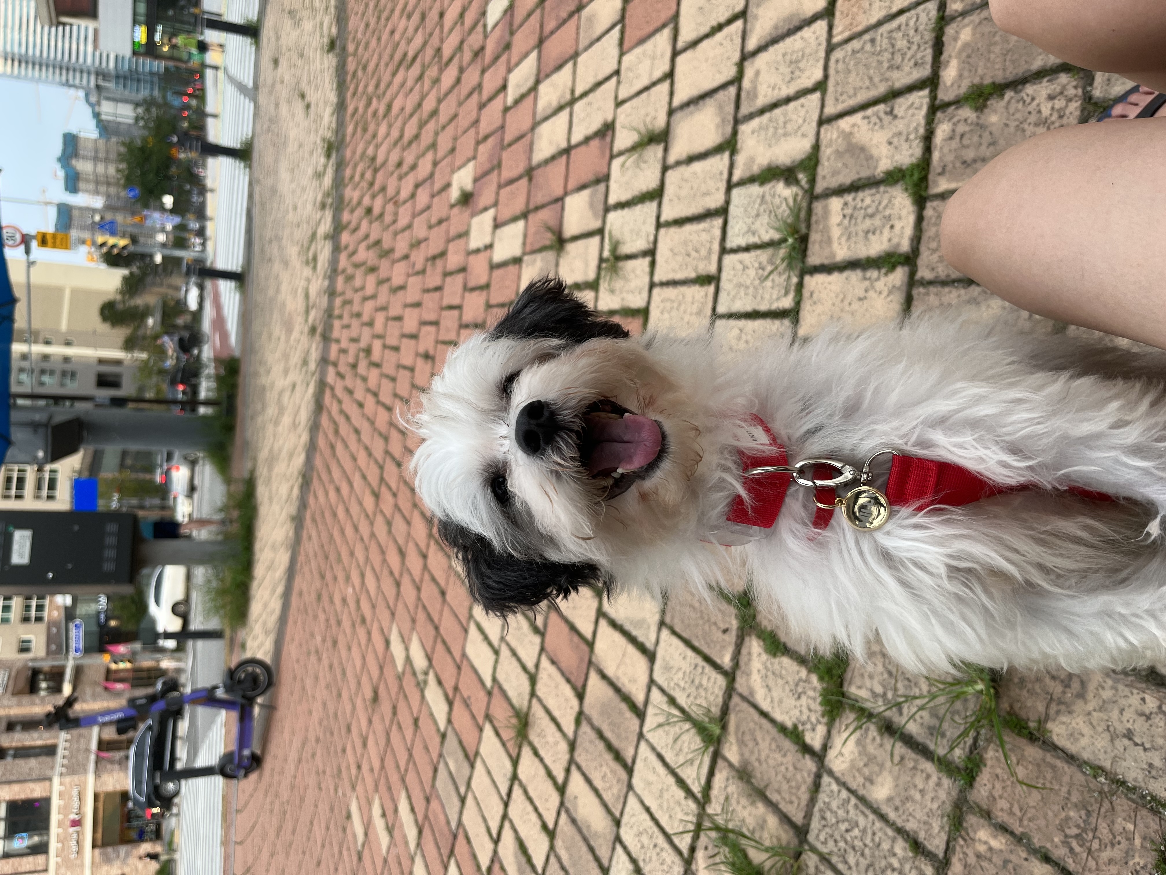 비뭉이(밀리) 일주일 입양 후기