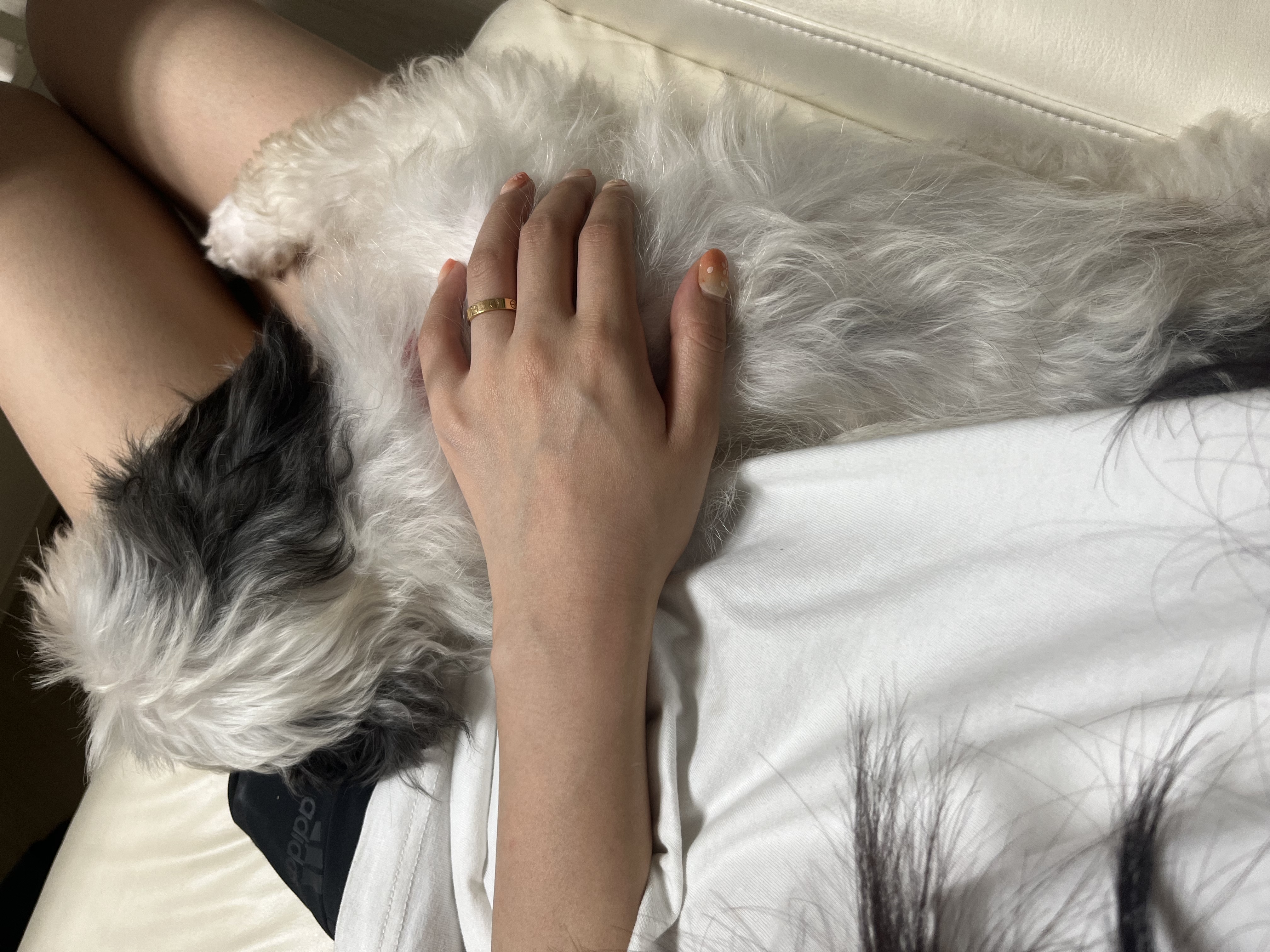 비뭉이(밀리) 일주일 입양 후기