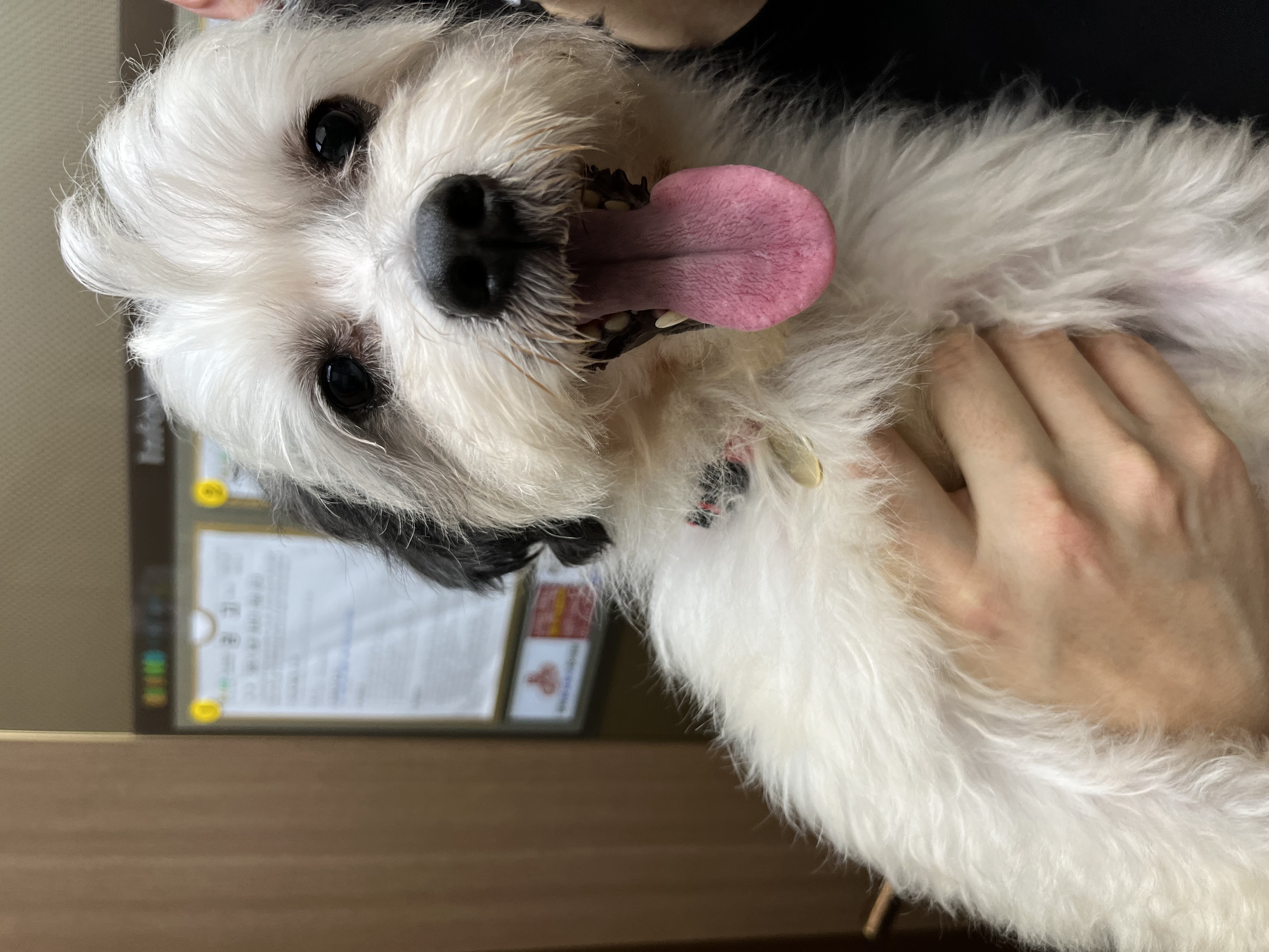 비뭉이(밀리) 일주일 입양 후기