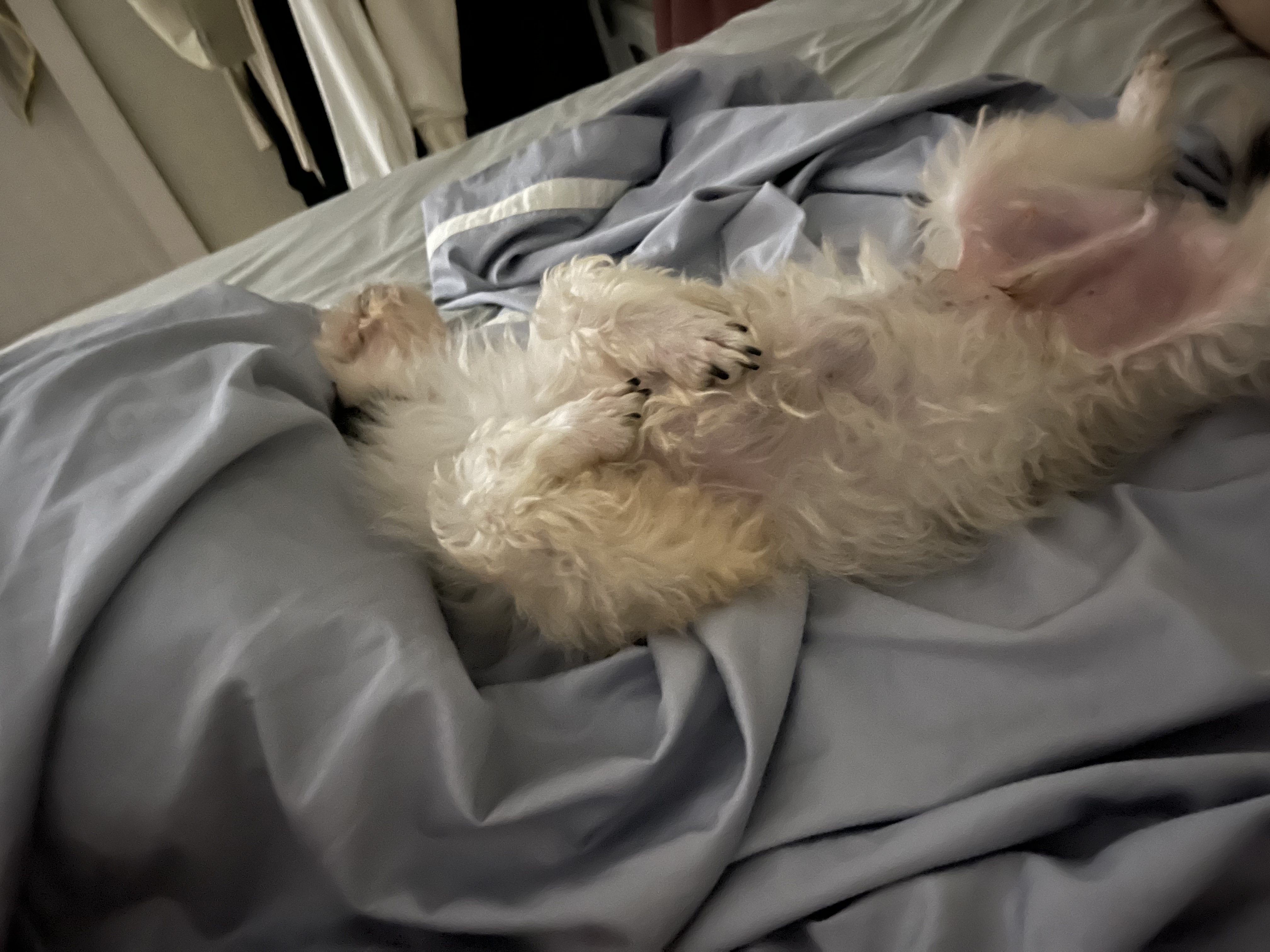 비뭉이(밀리) 일주일 입양 후기