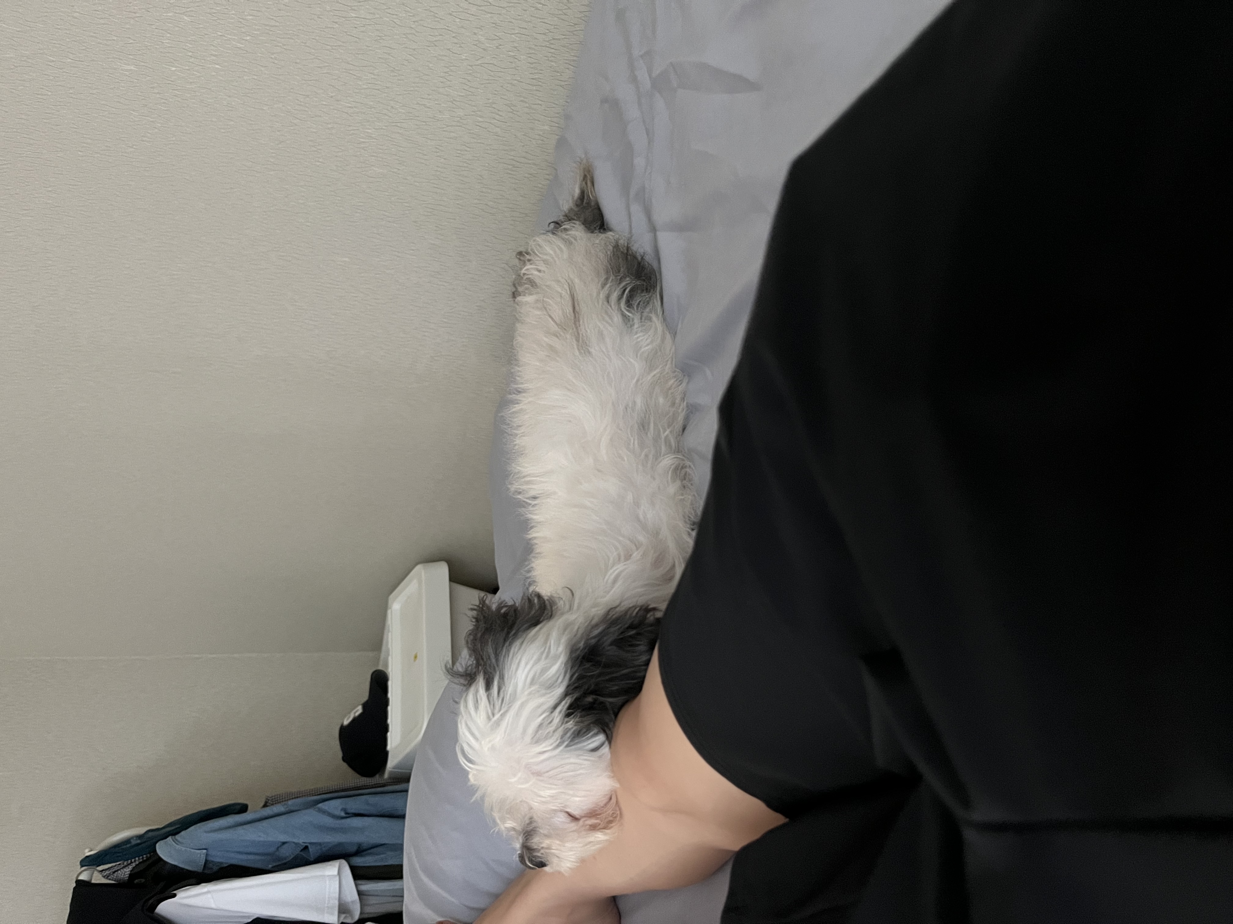 비뭉이(밀리) 일주일 입양 후기