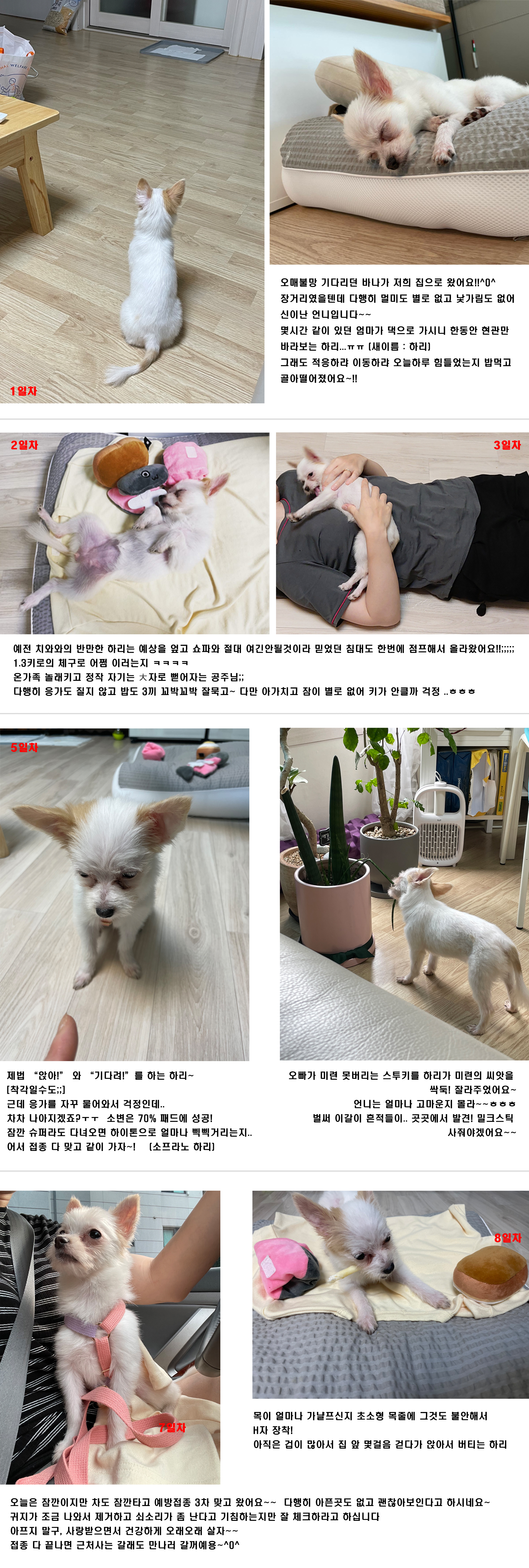 바나(개명:하리) 입양 온 지 일주일 됐어요~!