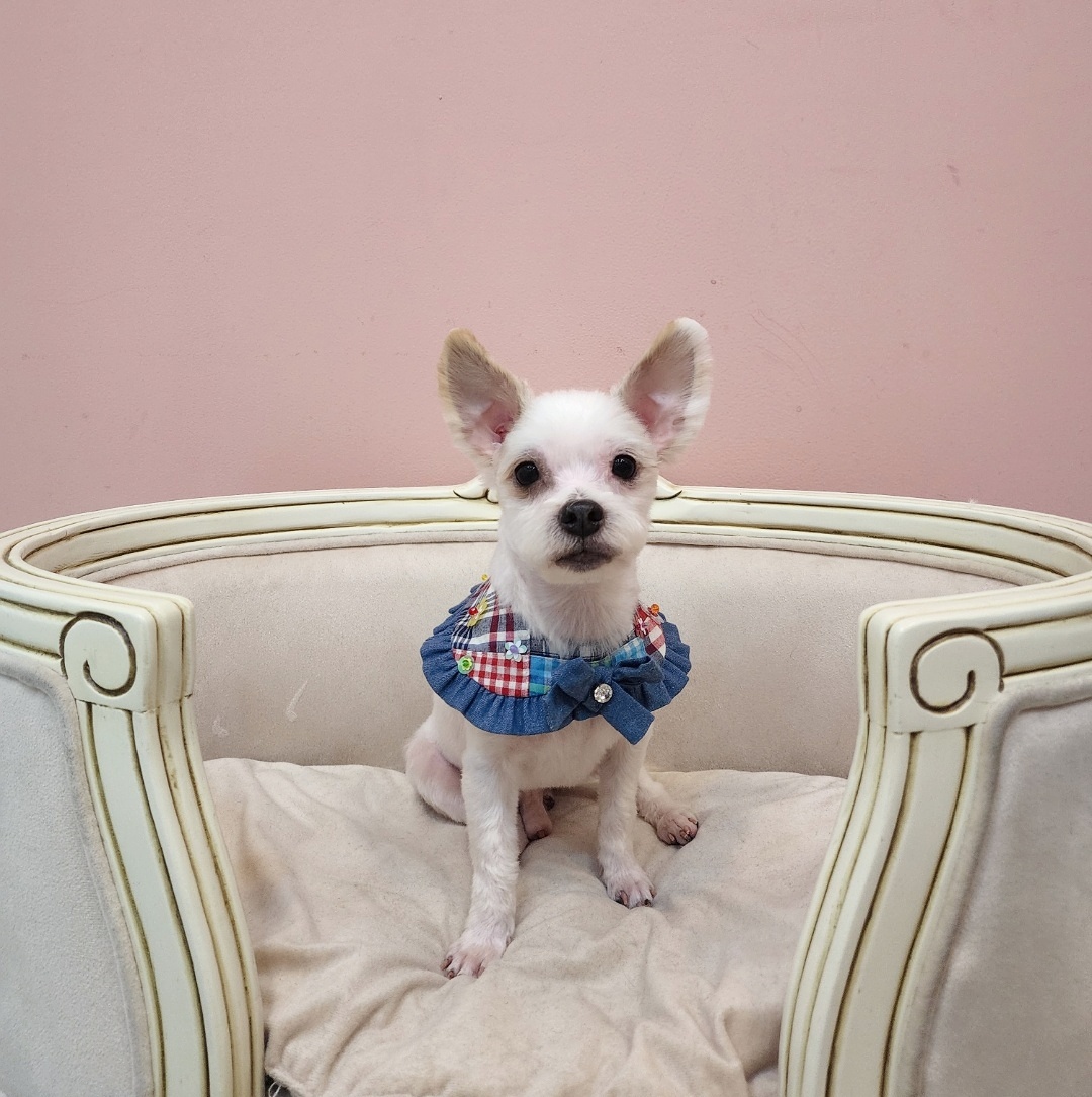 아산 호더 구조견 태산이 임보 한달째 되가요~