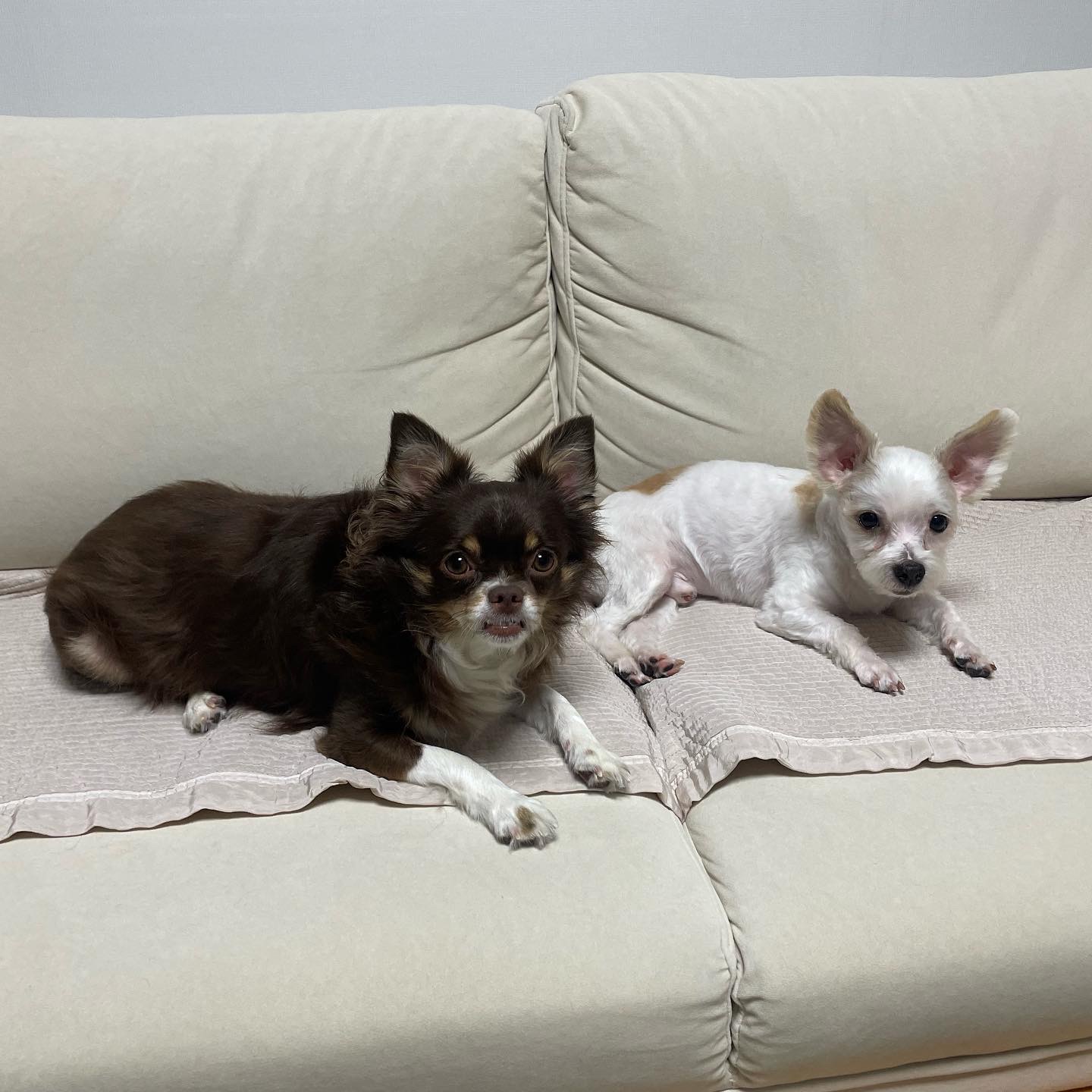 아산 호더 구조견 태산이 임보 한달째 되가요~