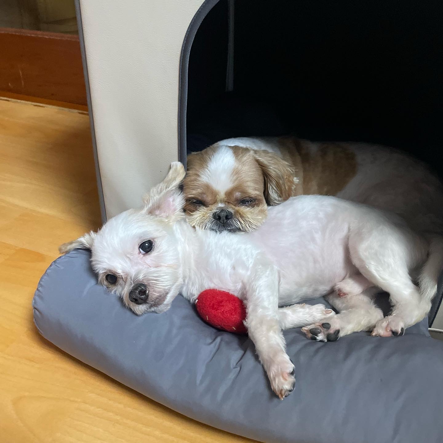 아산 호더 구조견 태산이 임보 한달째 되가요~