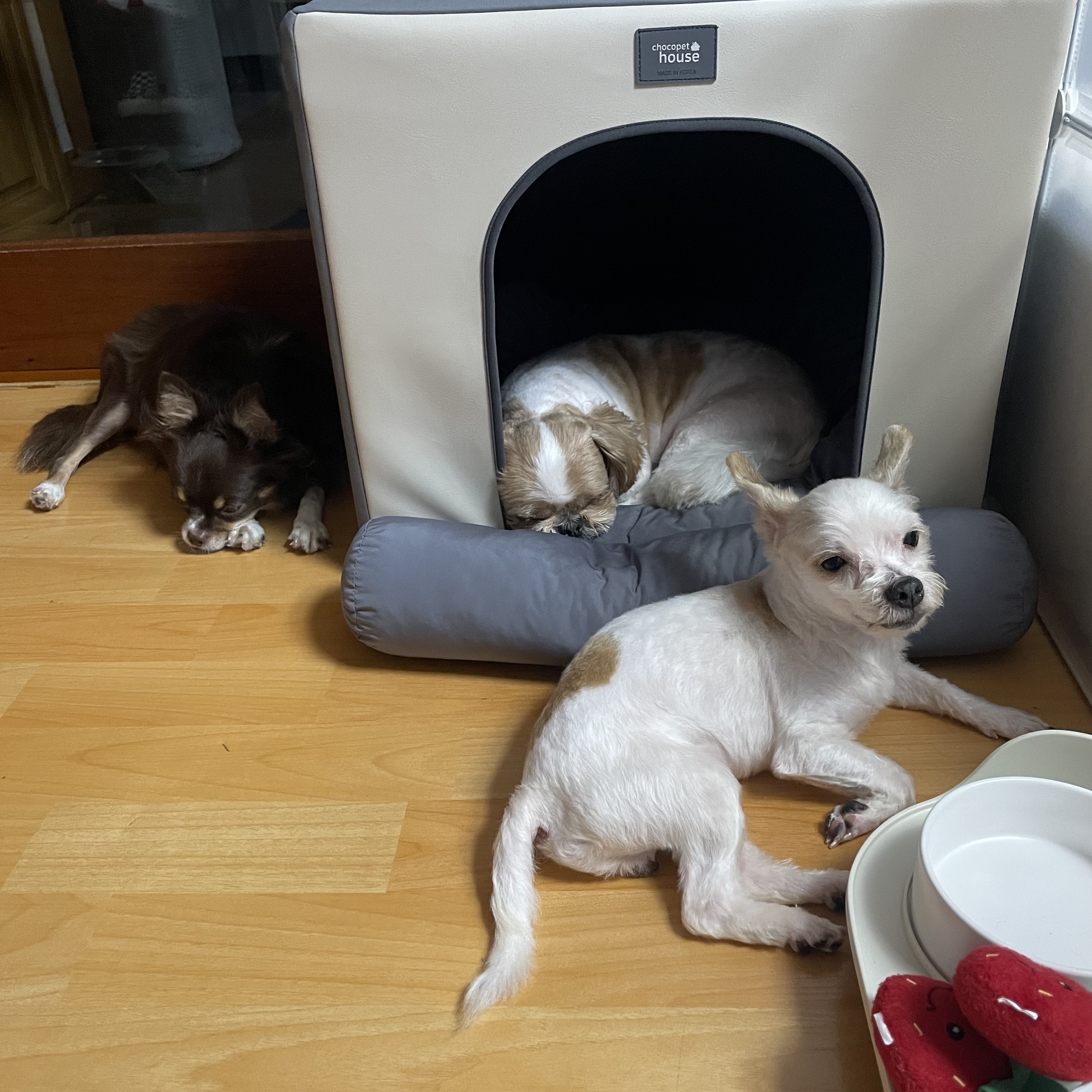 아산 호더 구조견 태산이 임보 한달째 되가요~