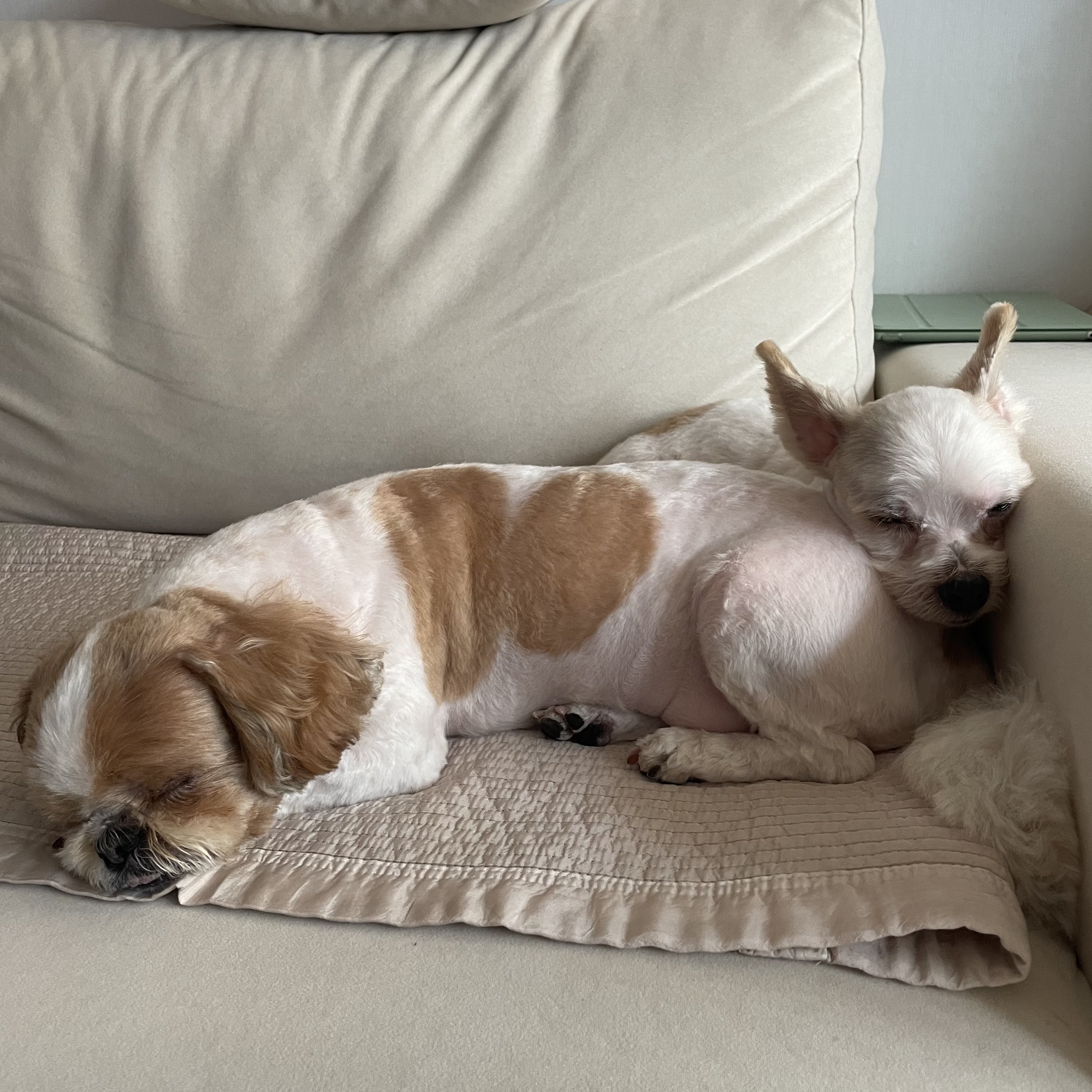 아산 호더 구조견 태산이 임보 한달째 되가요~