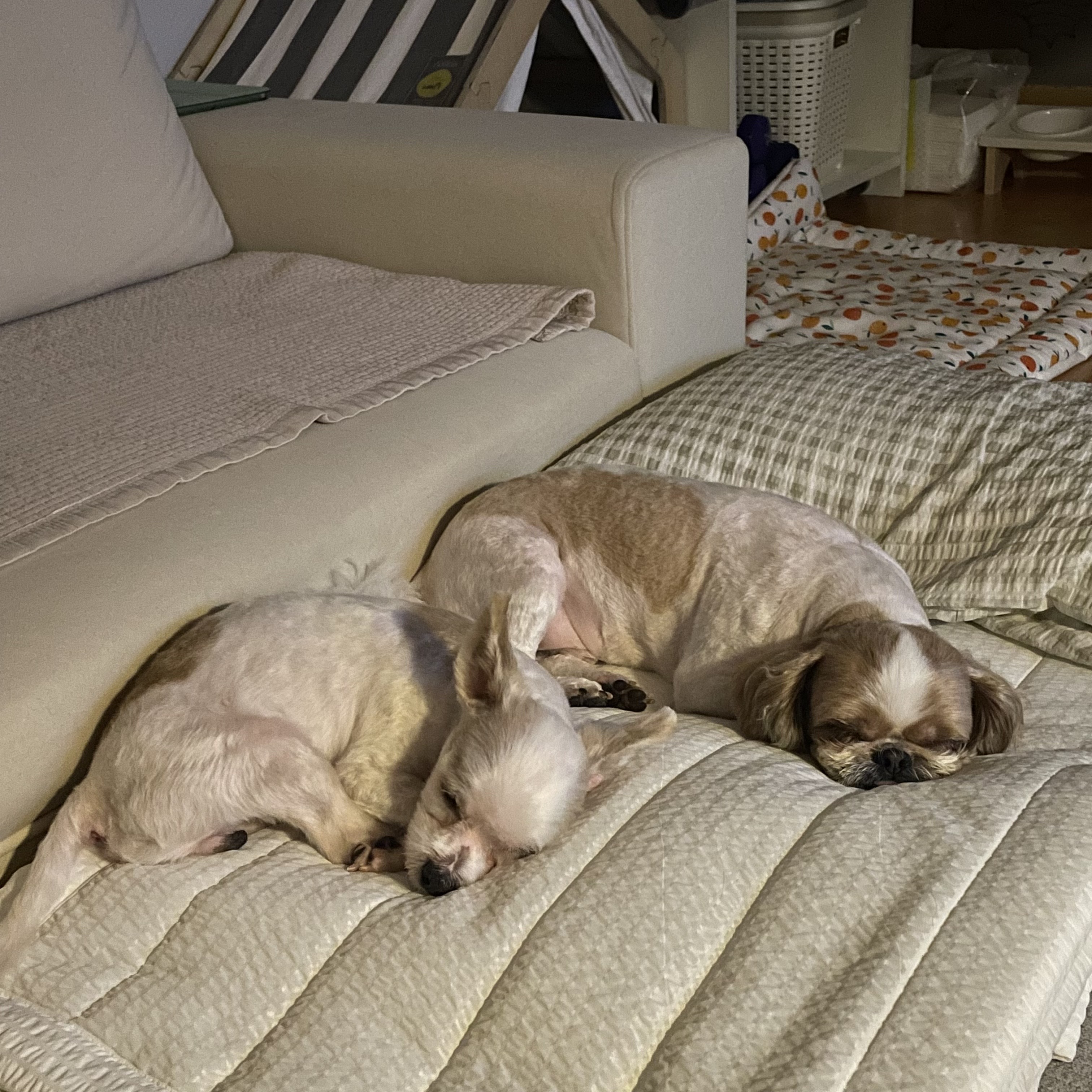 아산 호더 구조견 태산이 임보 한달째 되가요~