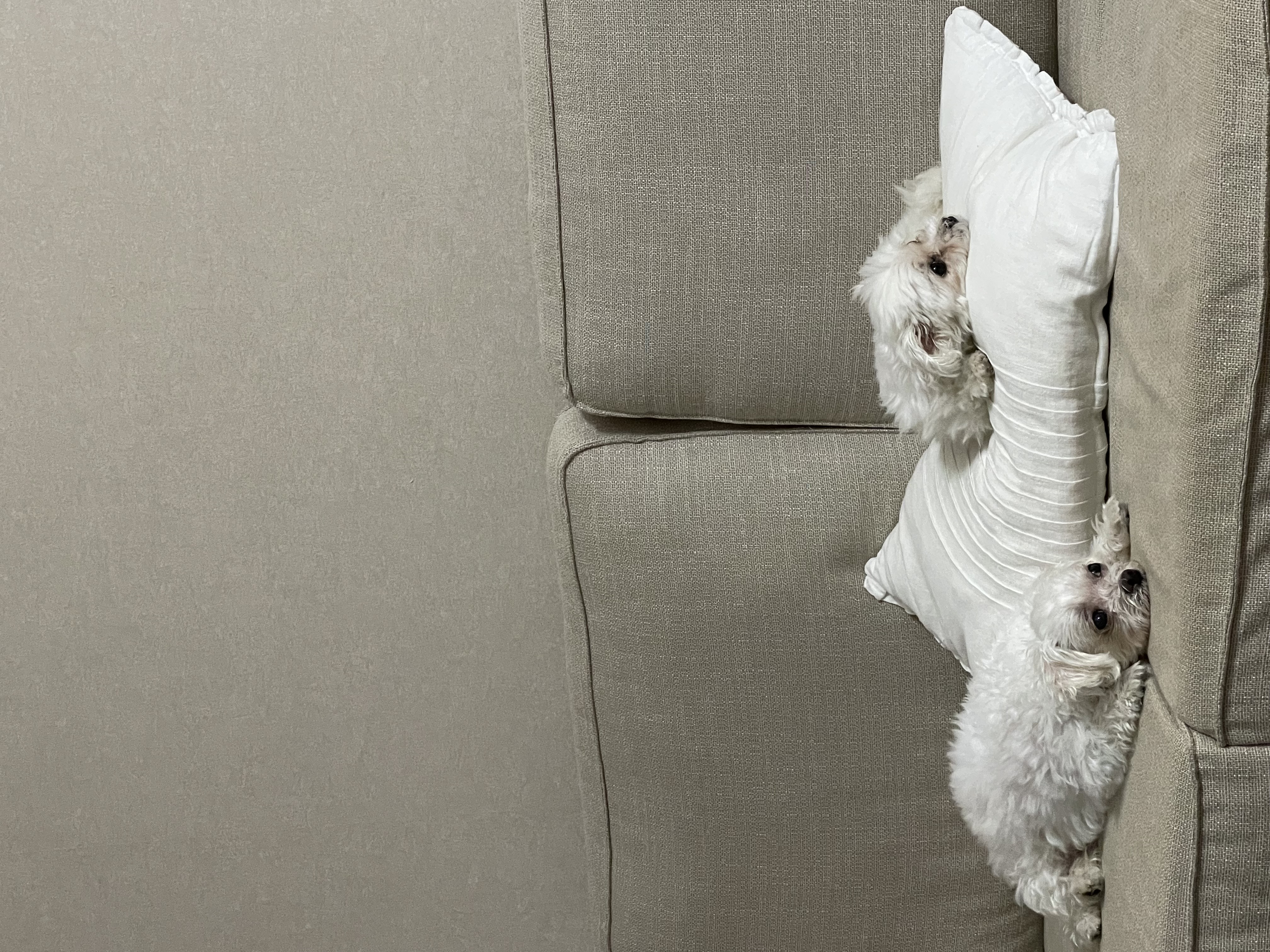 구 둘리 현 둥실 임보 한 달이 다 되었어요!