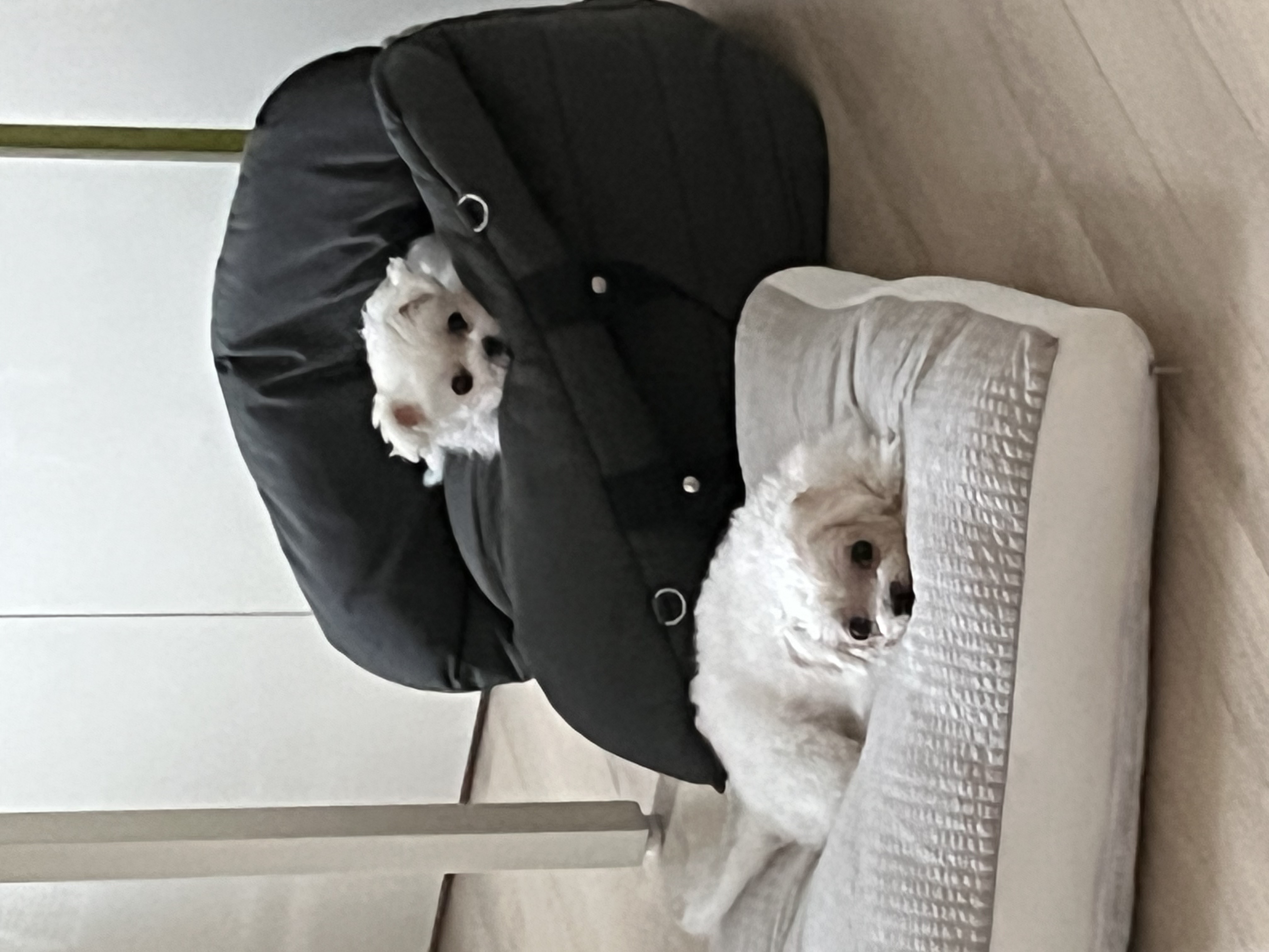 구 둘리 현 둥실 임보 한 달이 다 되었어요!