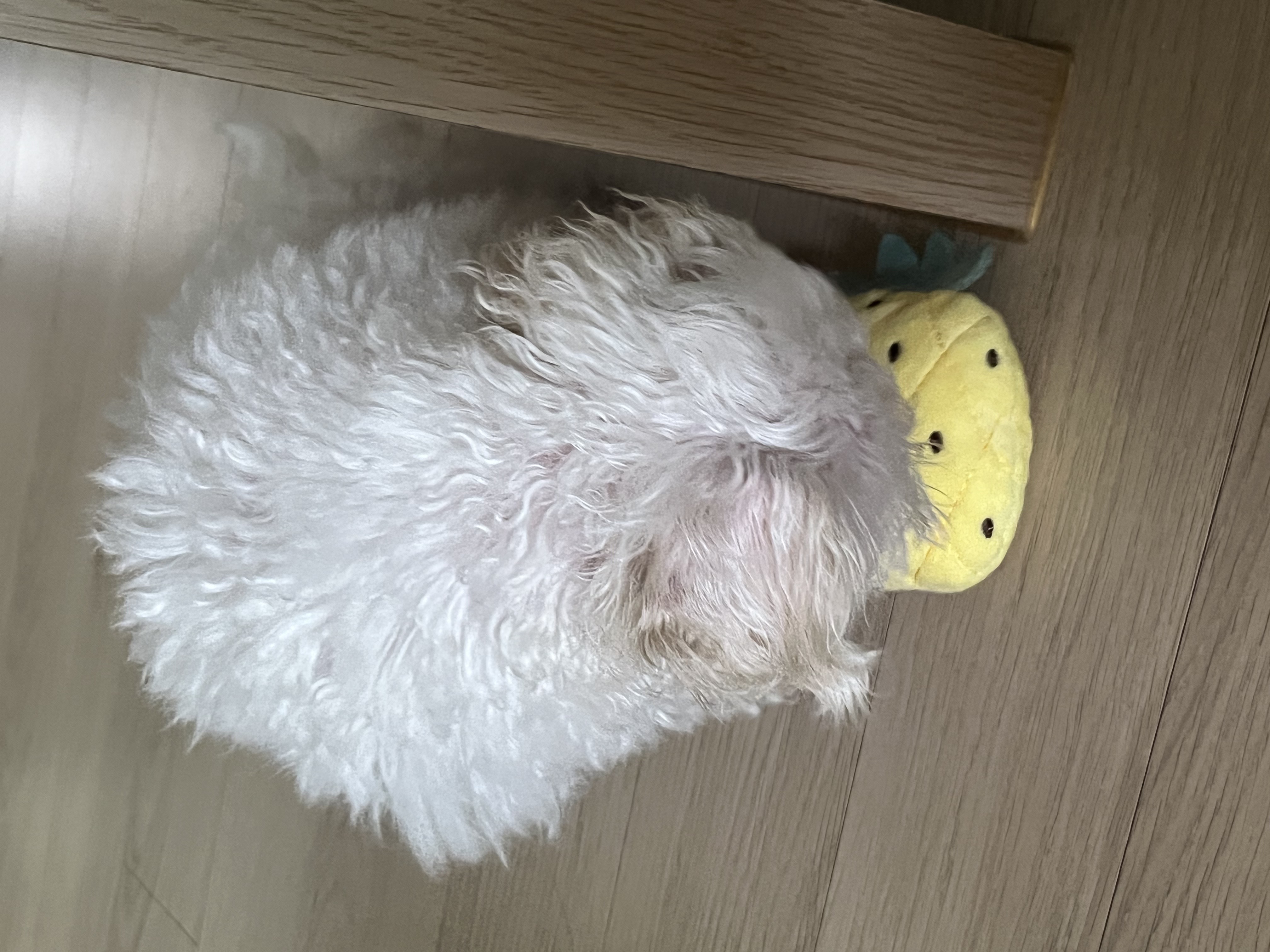 구 둘리 현 둥실 임보 한 달이 다 되었어요!