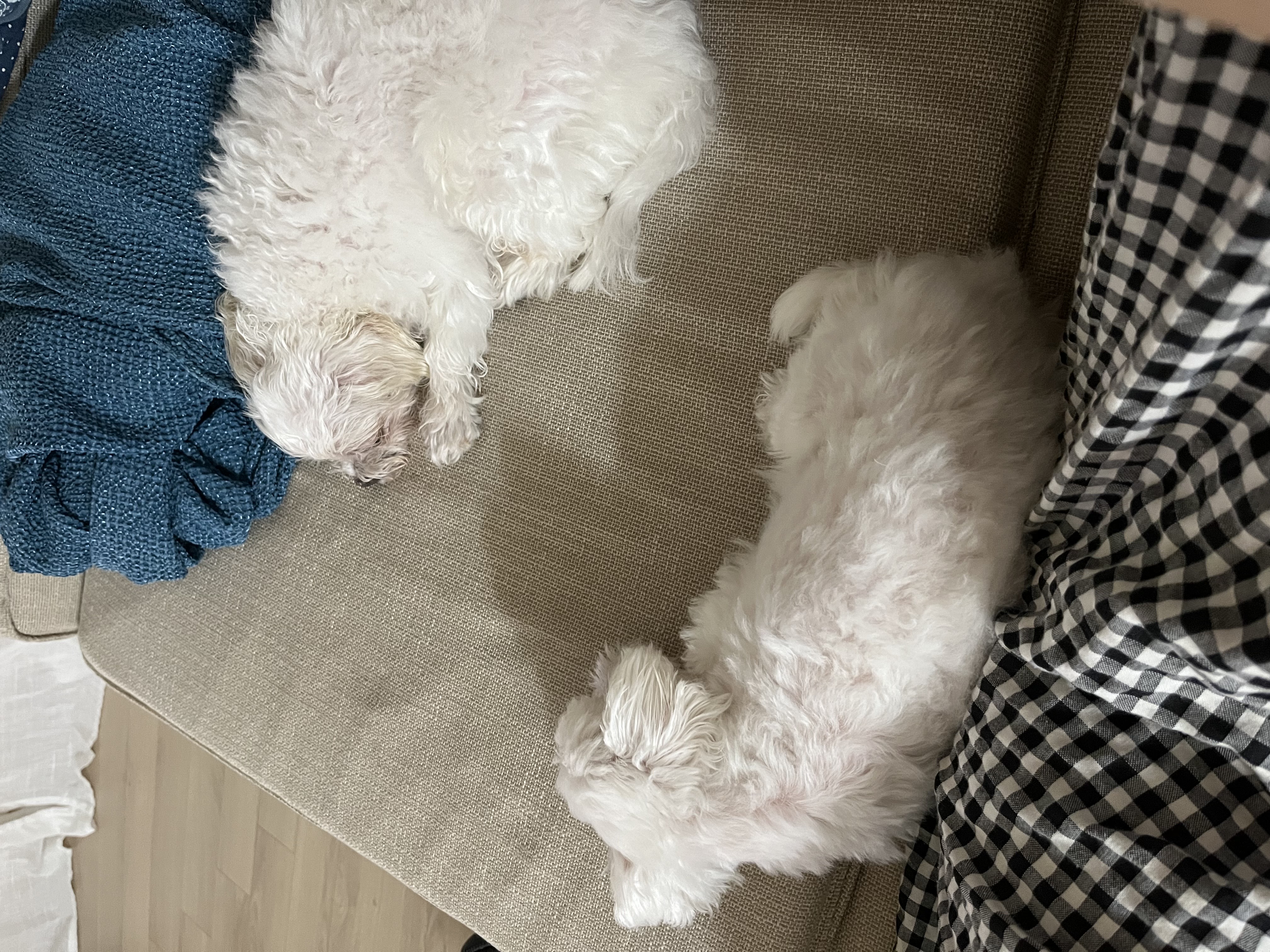 구 둘리 현 둥실 임보 한 달이 다 되었어요!