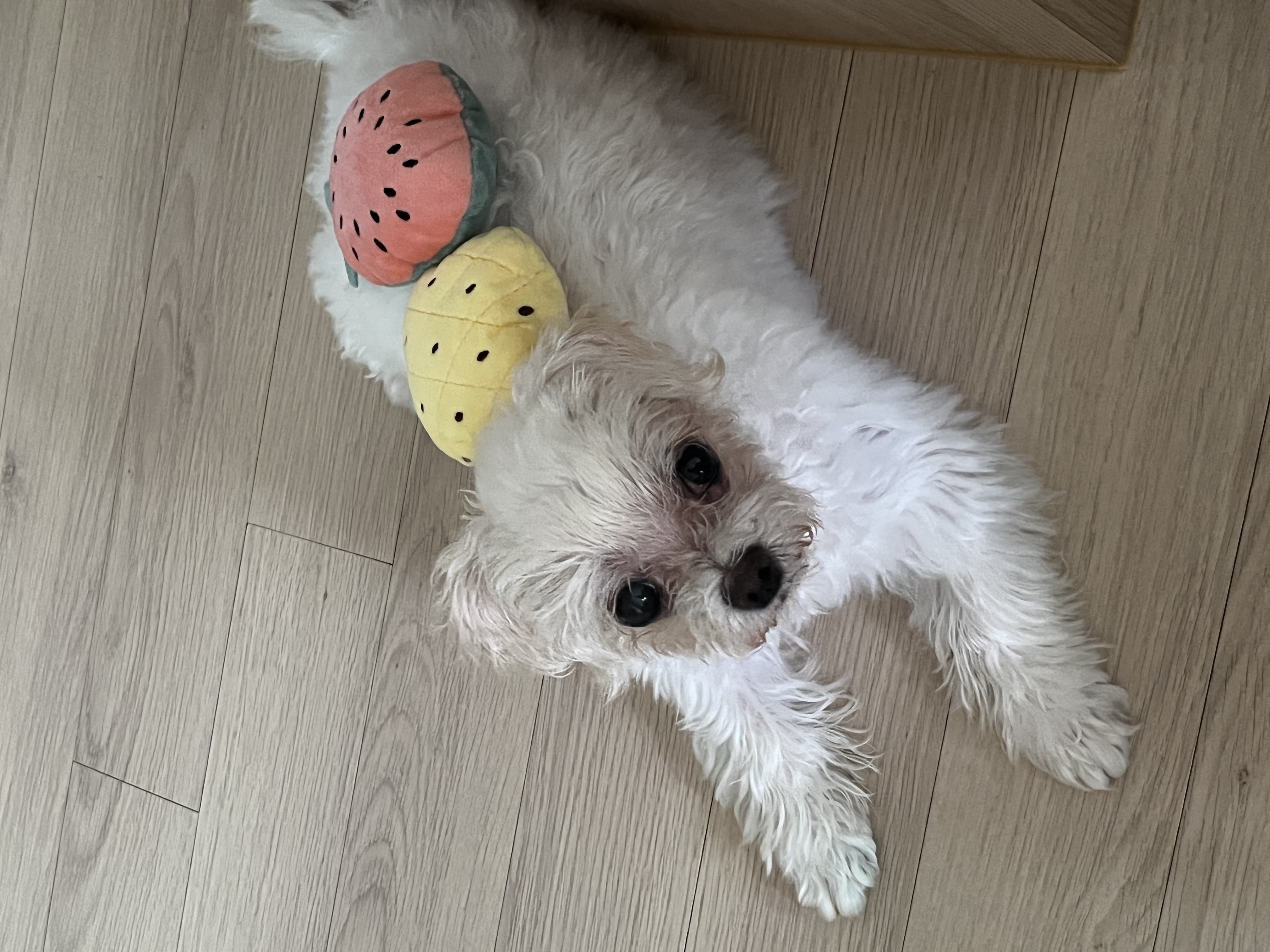 구 둘리 현 둥실 임보 한 달이 다 되었어요!