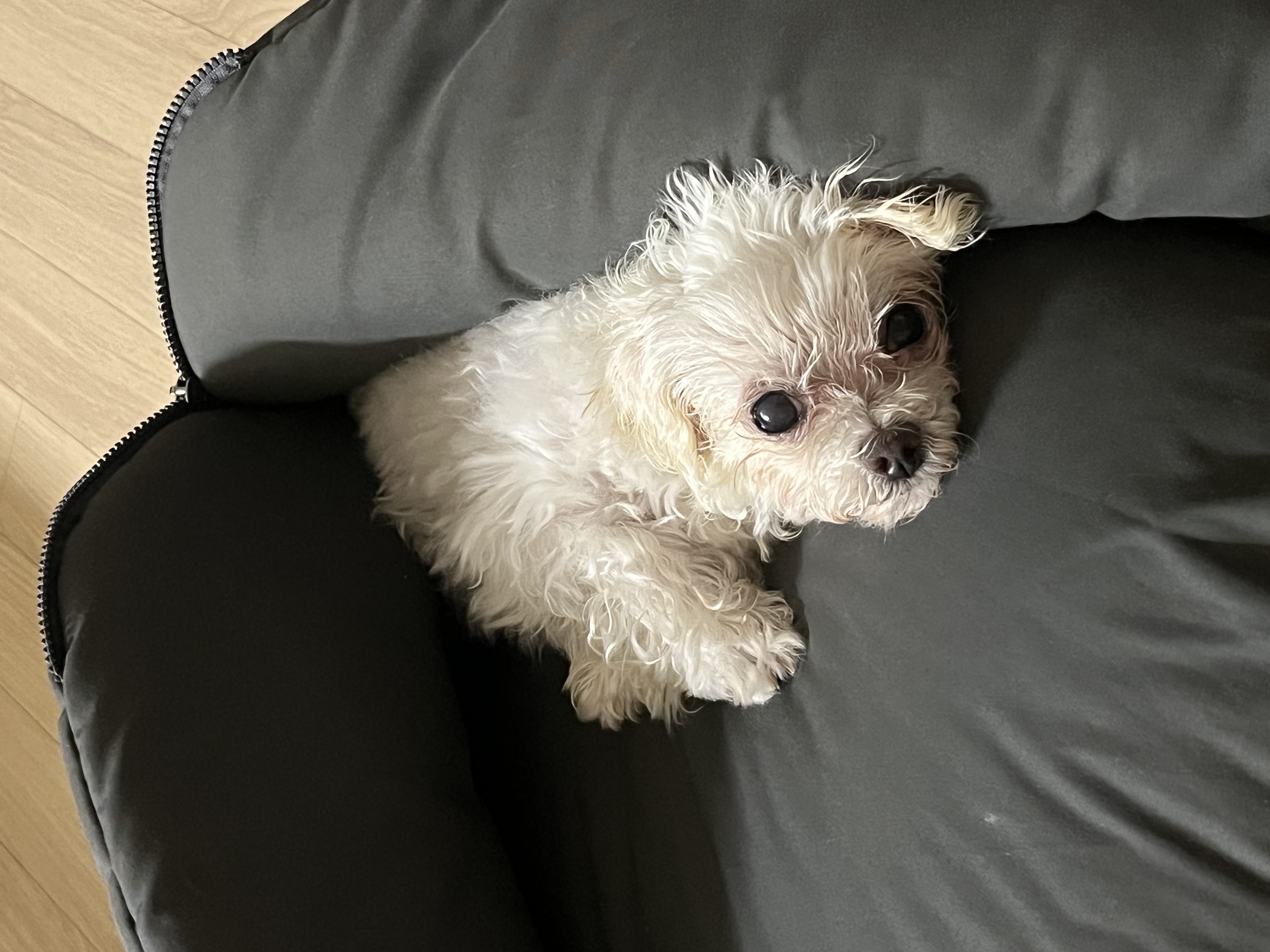 구 둘리 현 둥실 임보 한 달이 다 되었어요!