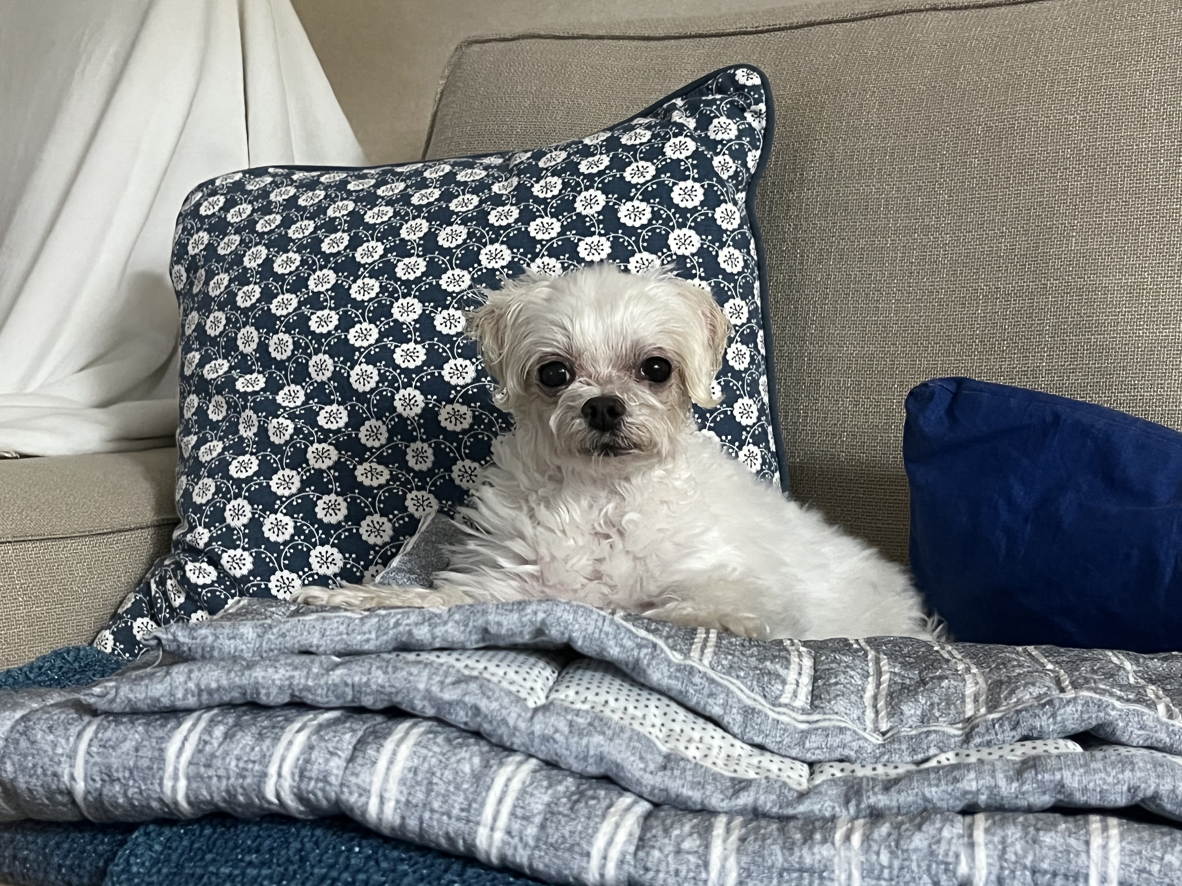 구 둘리 현 둥실 임보 한 달이 다 되었어요!