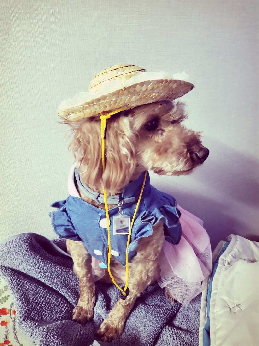 행복이(군밤)  곧 일주년!!