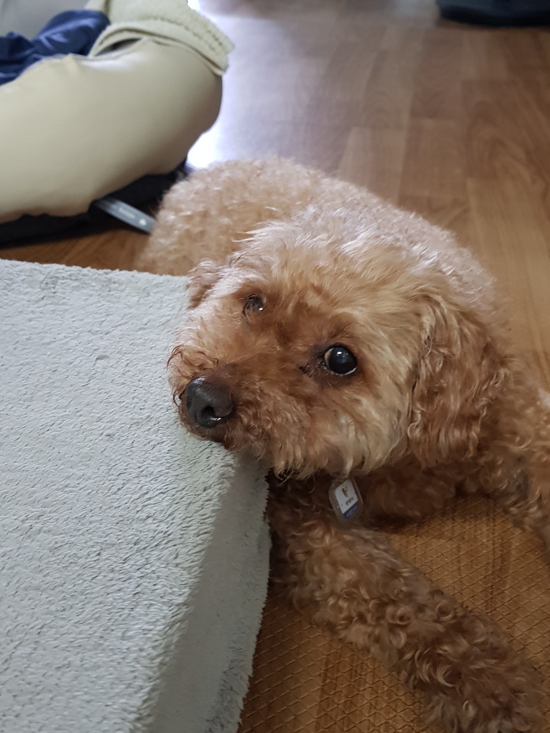 행복이(군밤)  곧 일주년!!