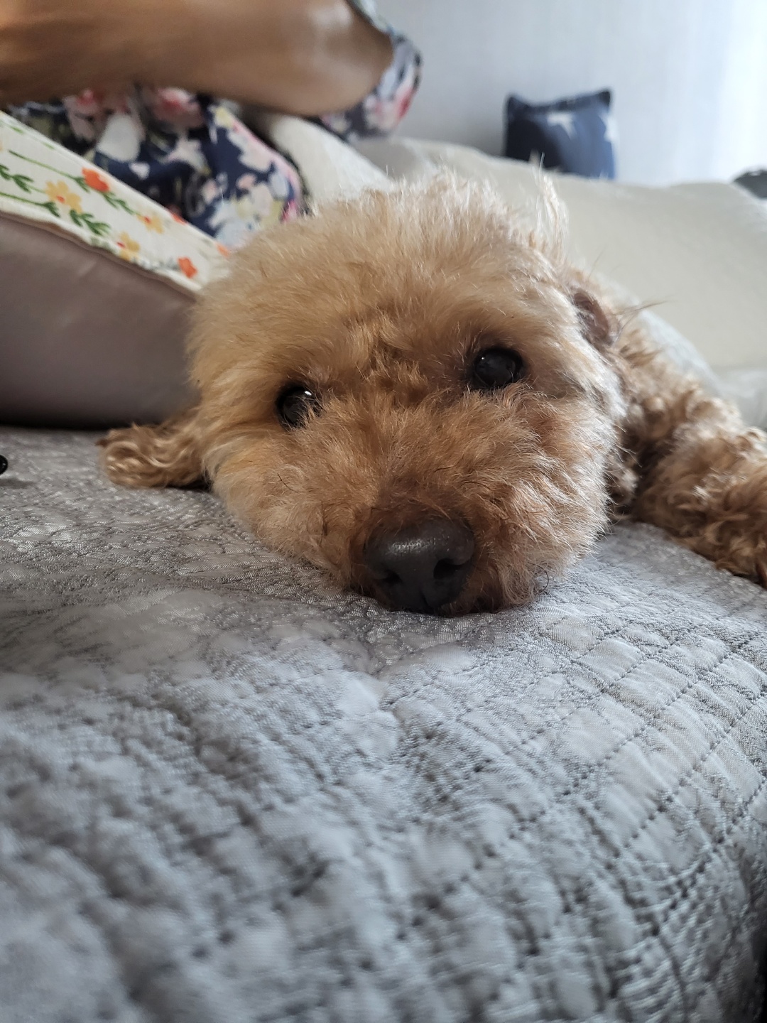 행복이(군밤)  곧 일주년!!