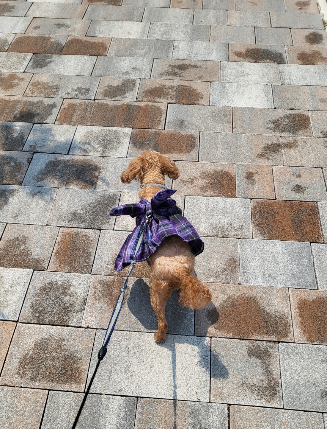 행복이(군밤)  곧 일주년!!