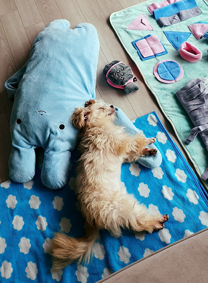 산쵸(구 오유) 입양 후 일주일 차입니다~!