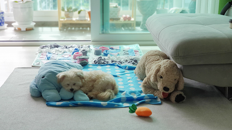 산쵸(구 오유) 입양 후 일주일 차입니다~!