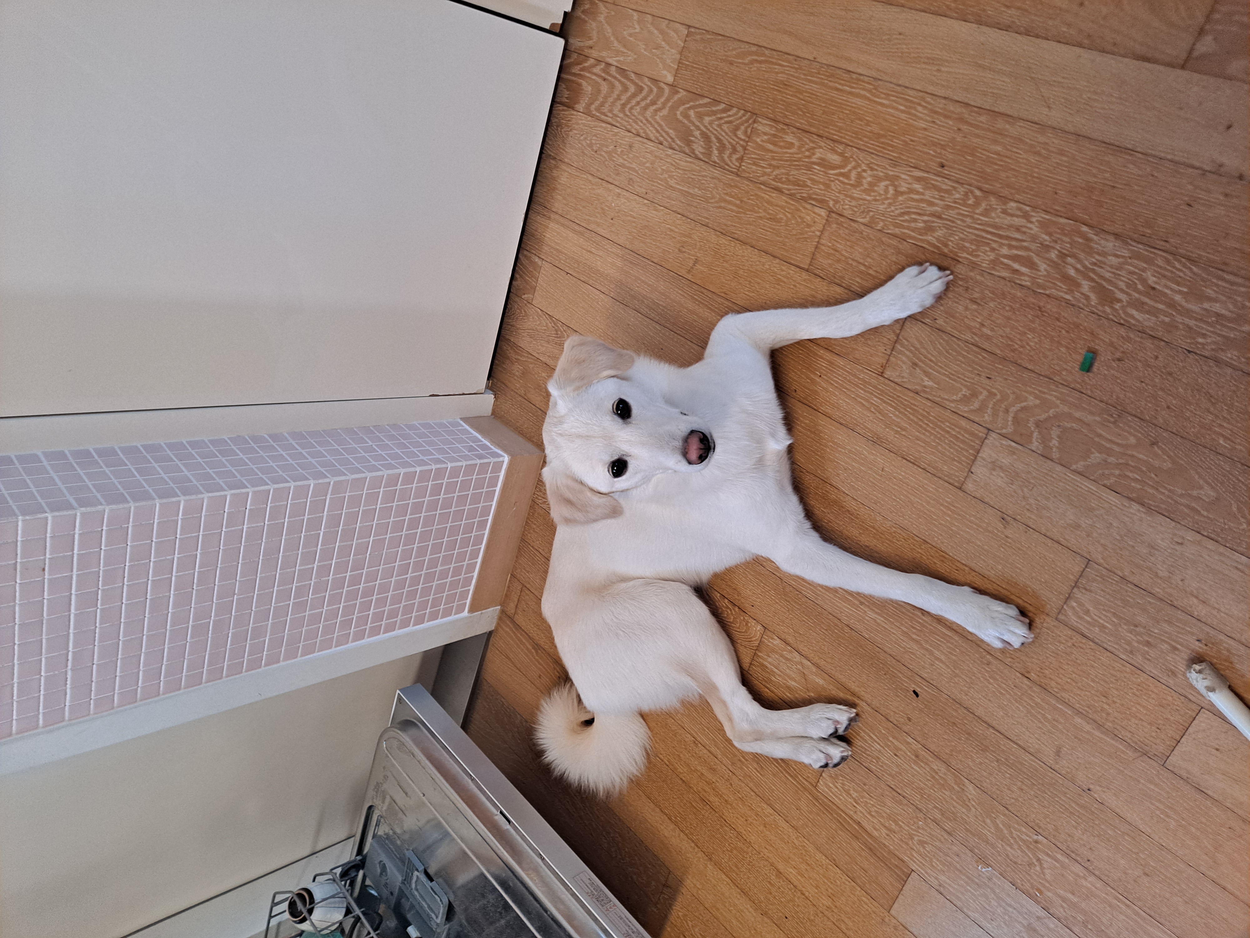 우리 귀요미 하양이 잘지내고 있어요~~^^