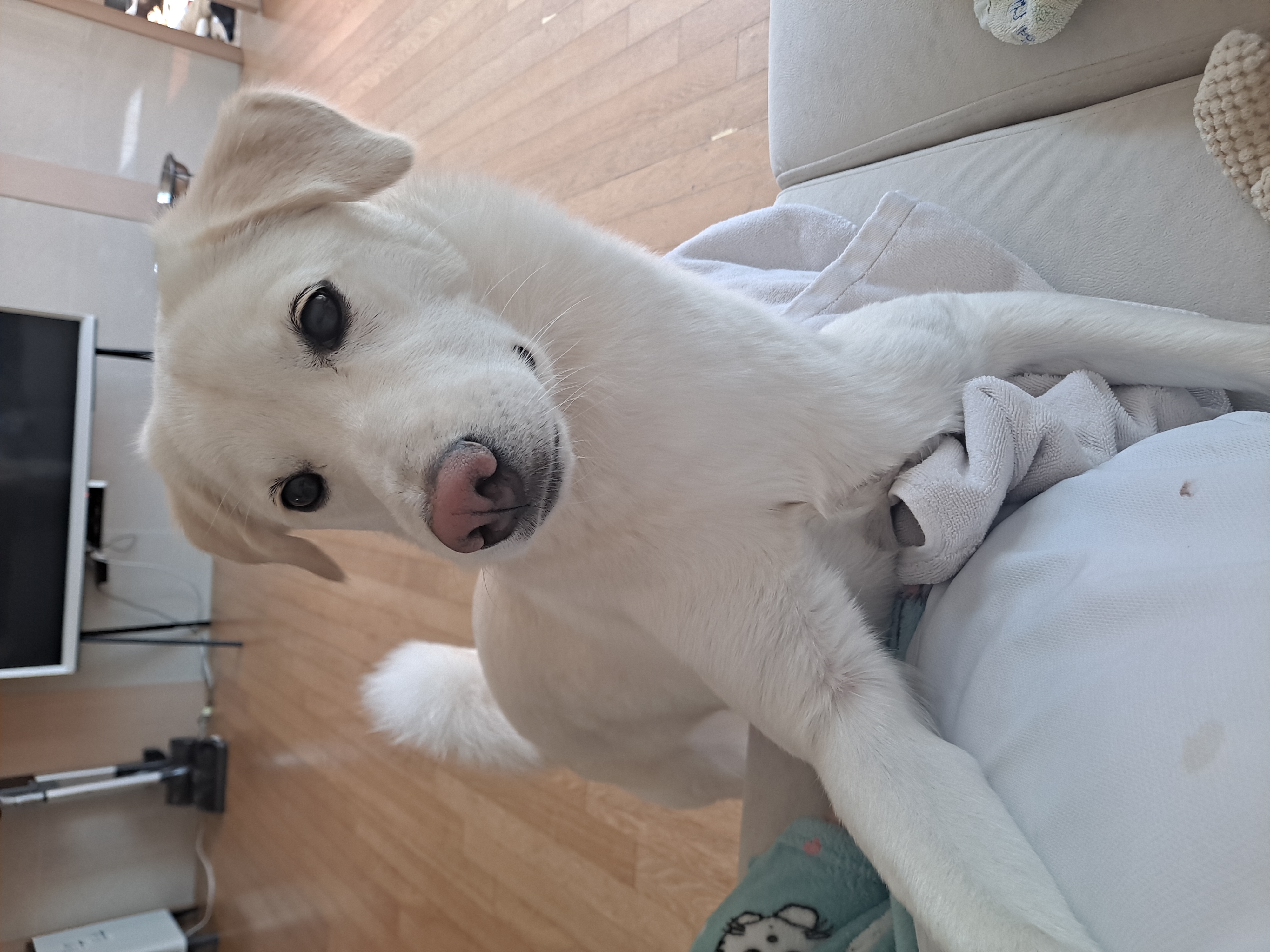 우리 귀요미 하양이 잘지내고 있어요~~^^