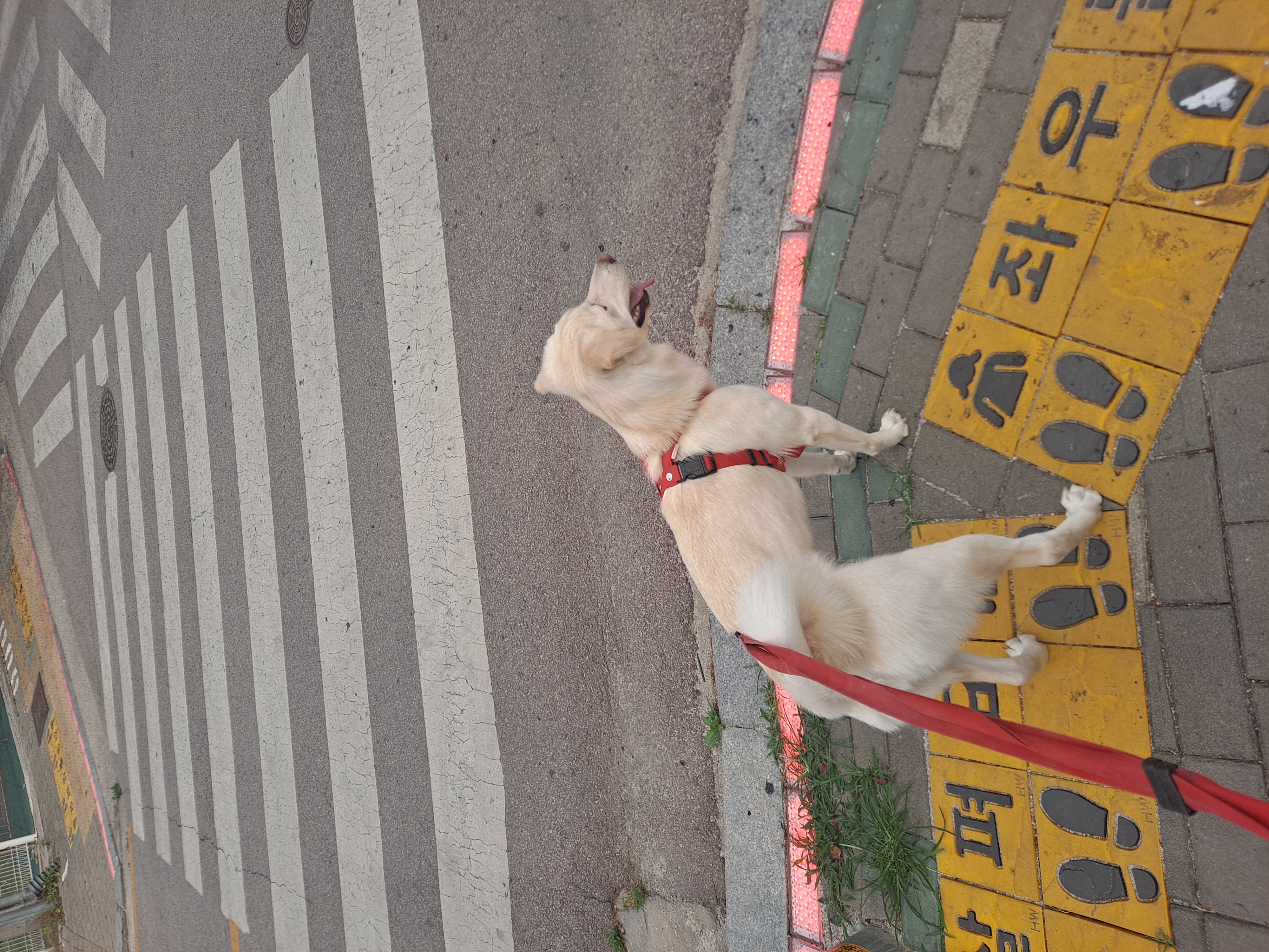 우리 귀요미 하양이 잘지내고 있어요~~^^