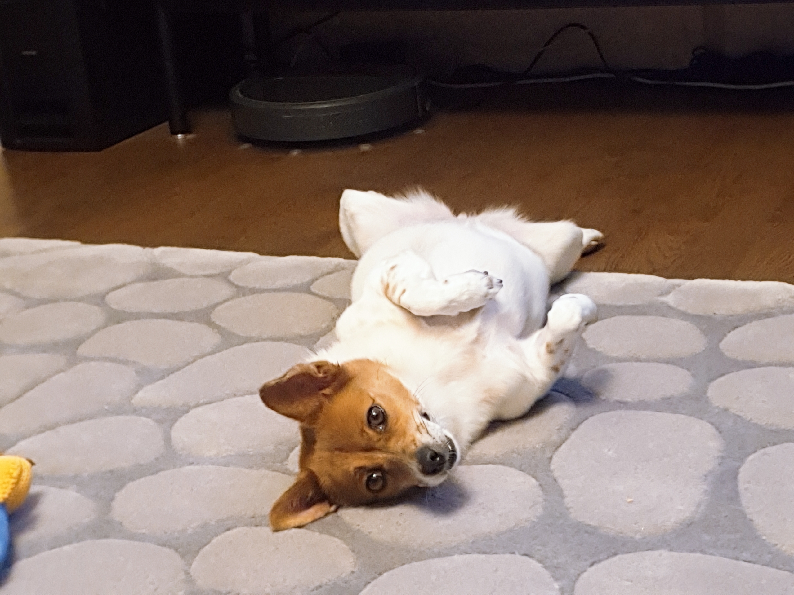 하이가 온지 만 5년 입니다^^