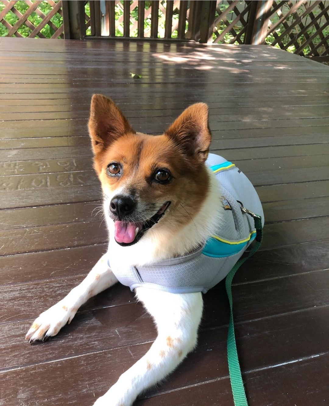 하이가 온지 만 5년 입니다^^