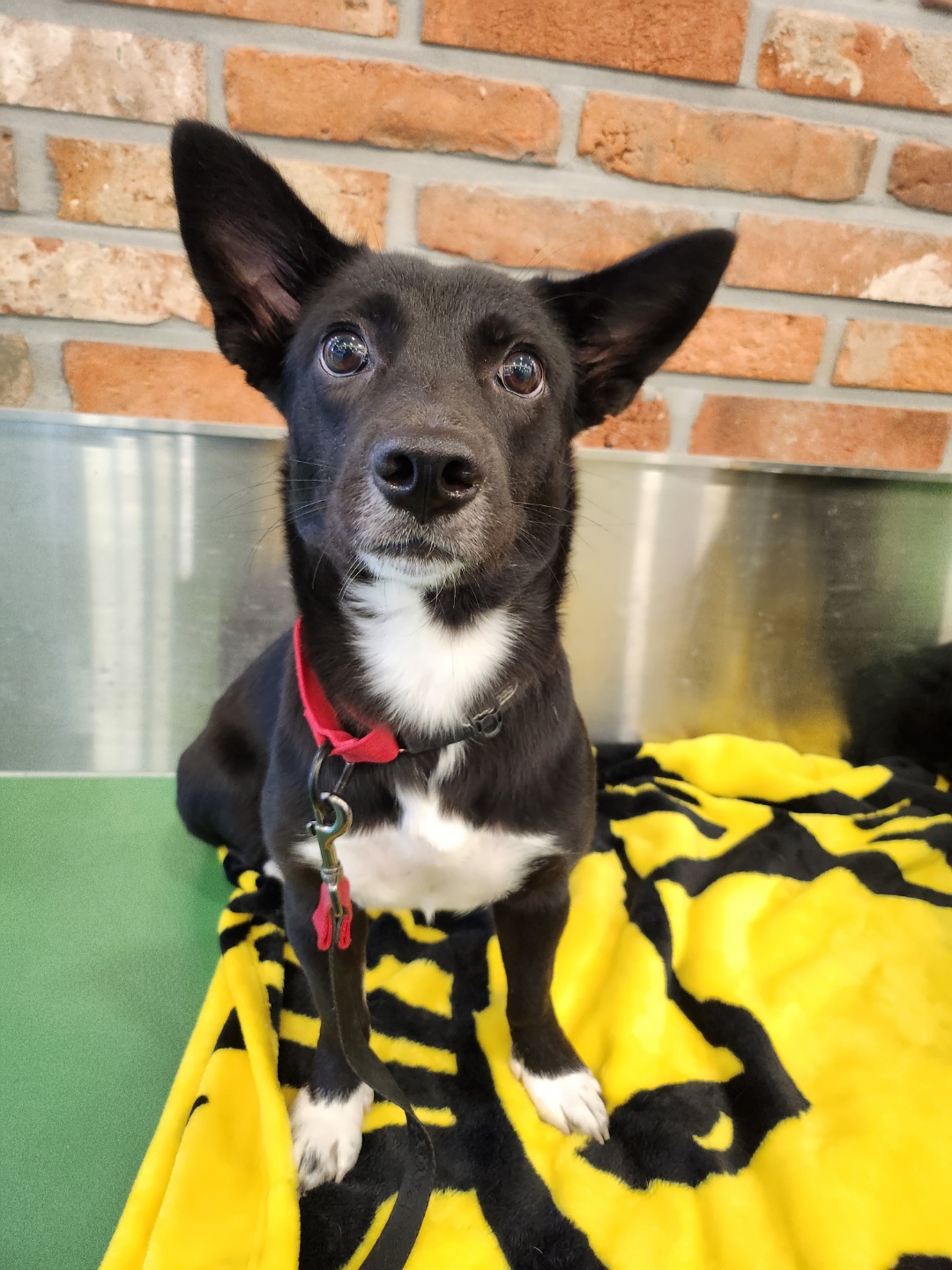 그린이(현 짱어) 3개월차 입양 후기 입니다~