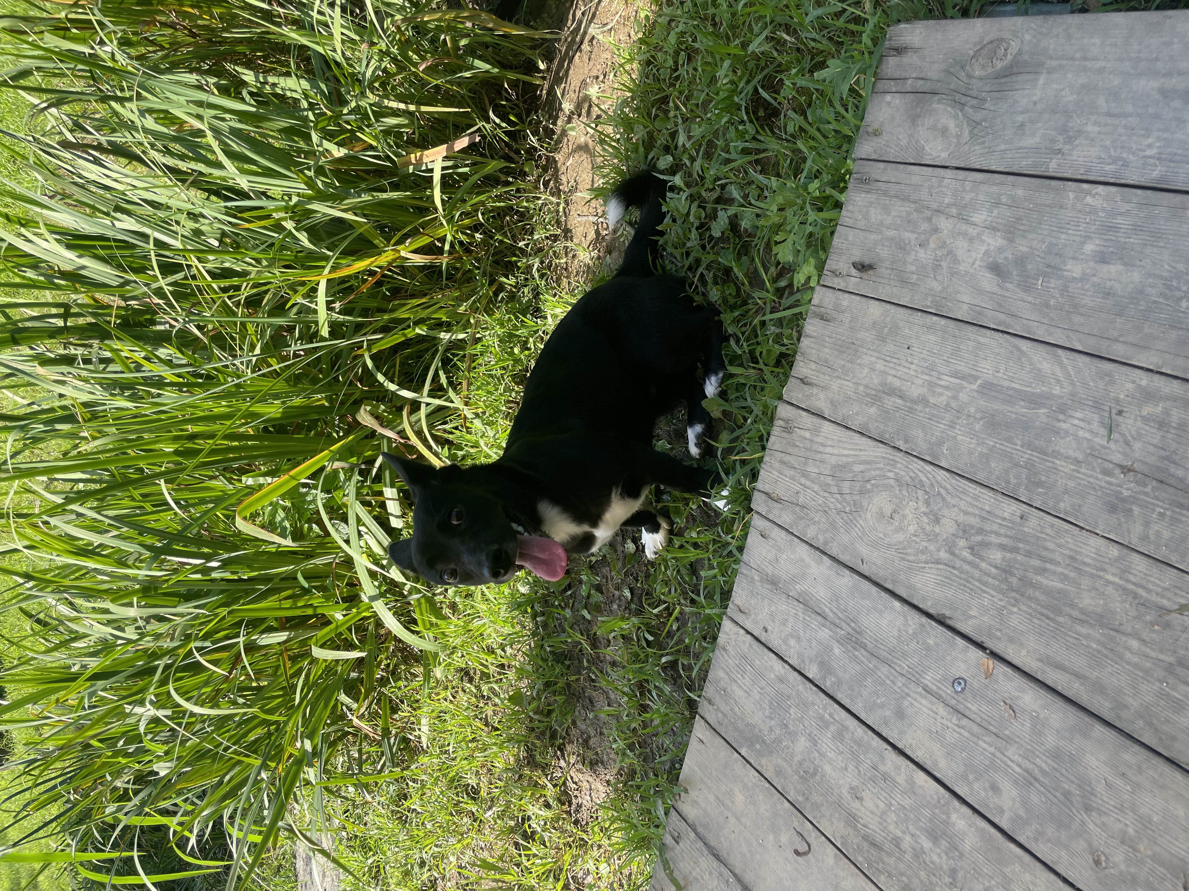 그린이(현 짱어) 3개월차 입양 후기 입니다~