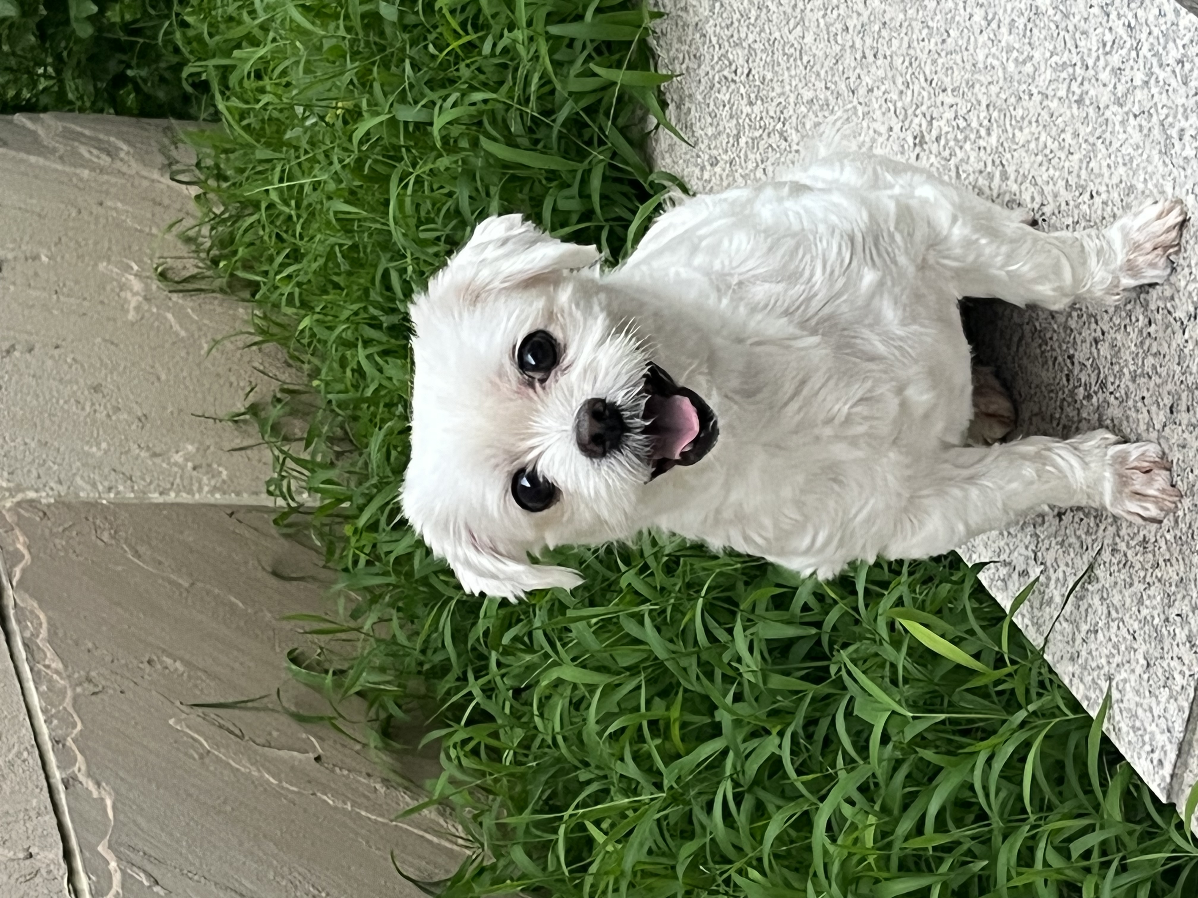 💛삼숙이 입양 후 1년💛