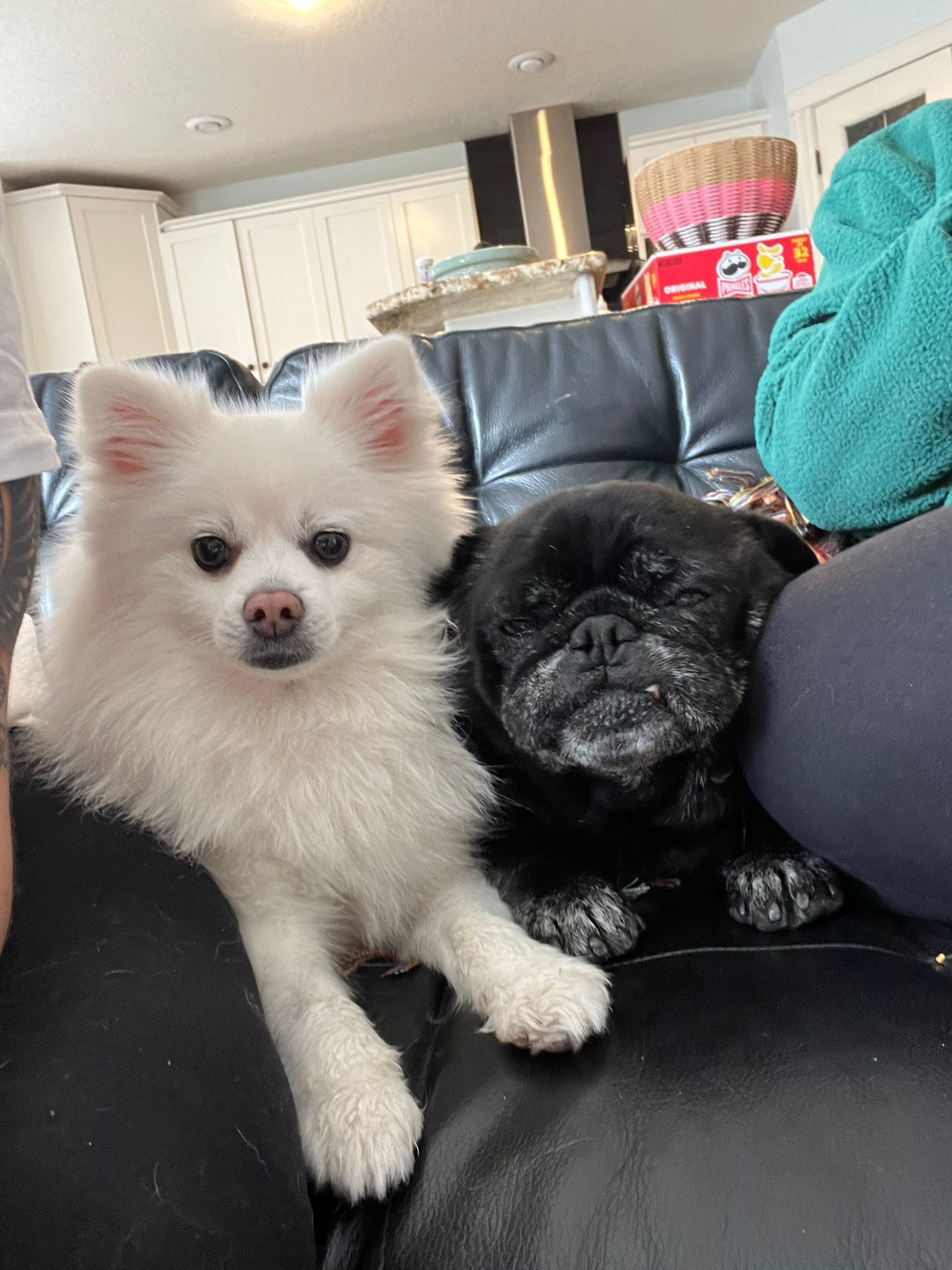 [해외입양] 캐나다 밴쿠버에서 전해온 '리야' 소식💌