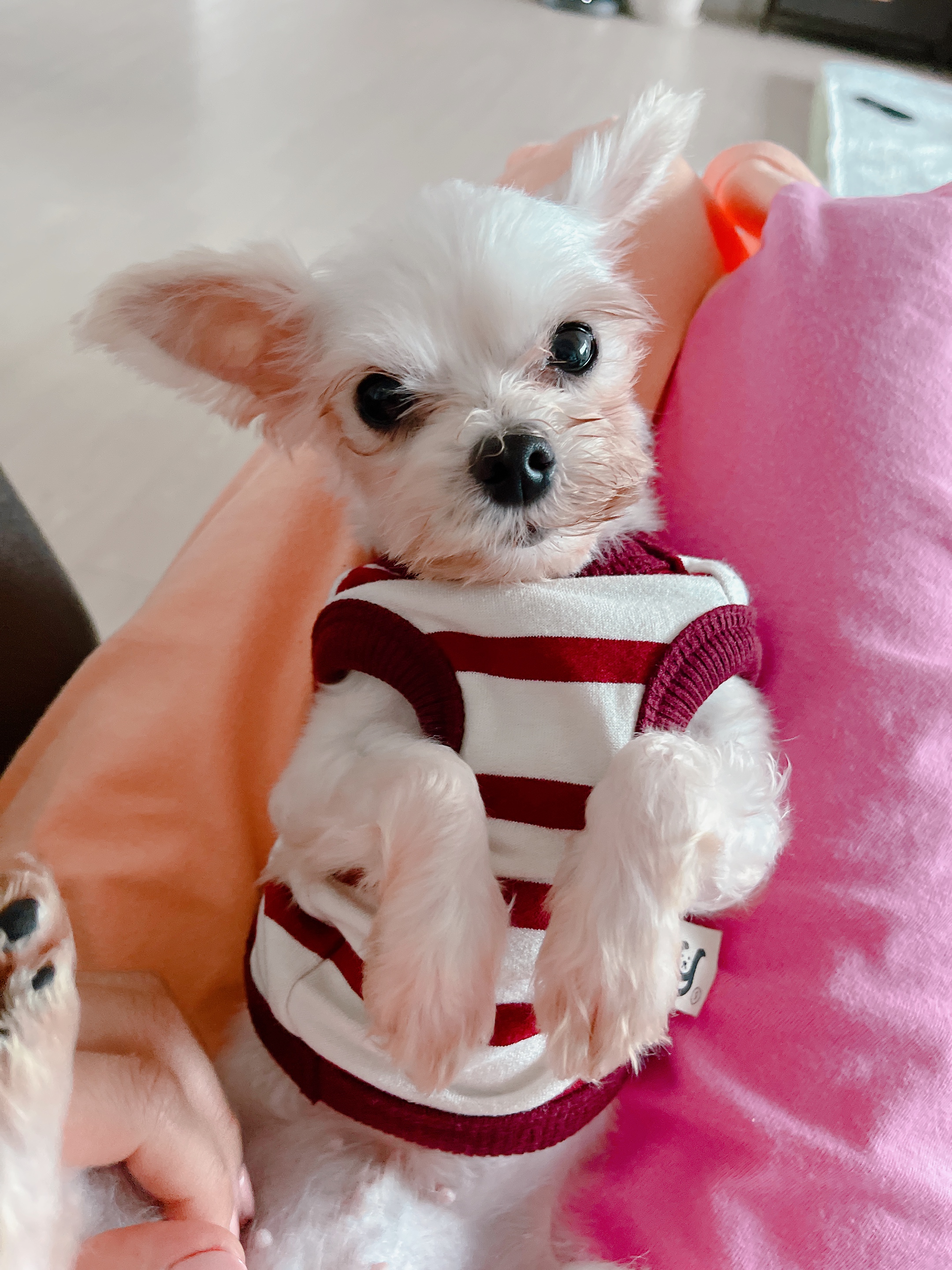 아산구조견 오슬이