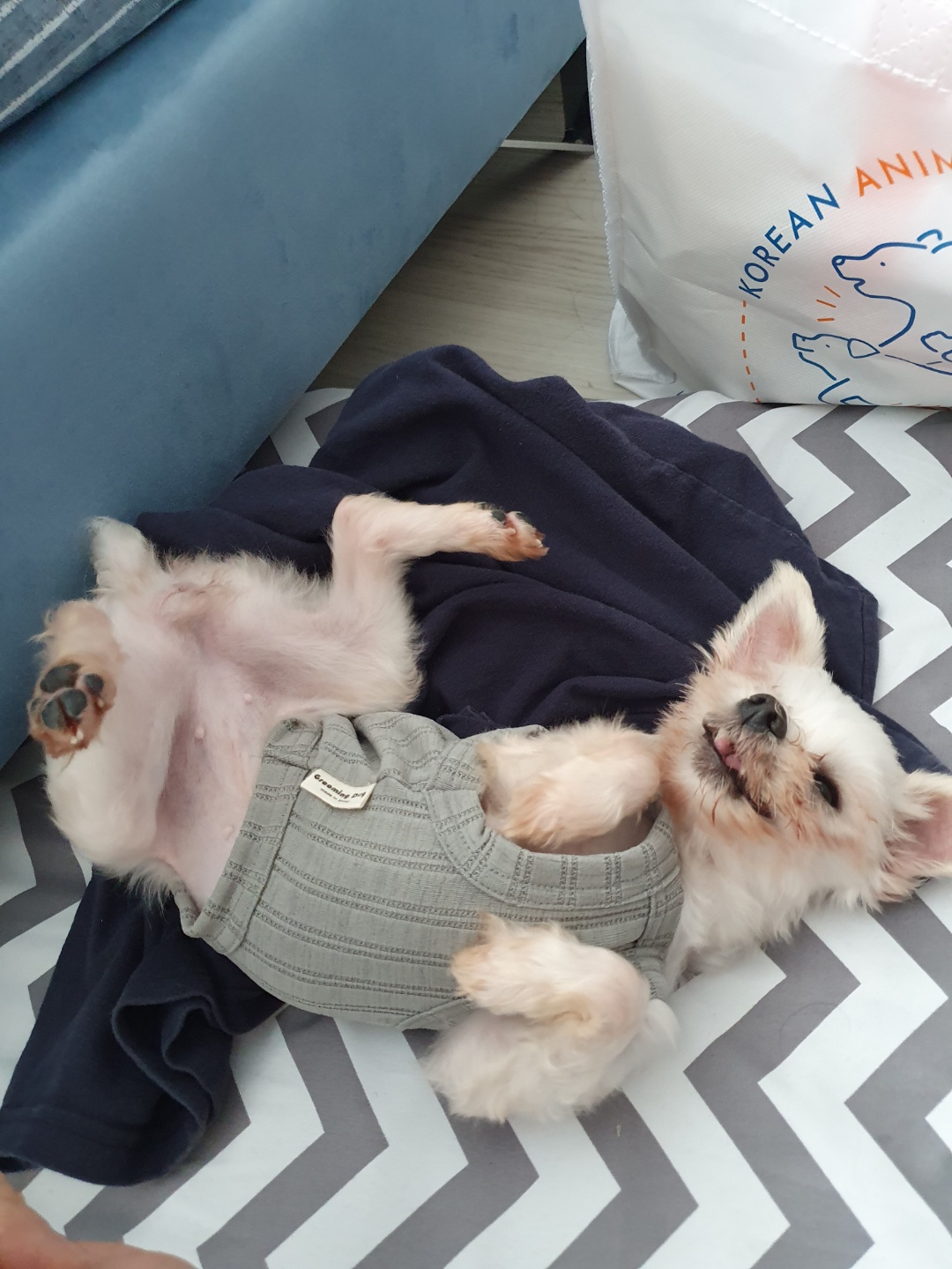 아산구조견 오슬이